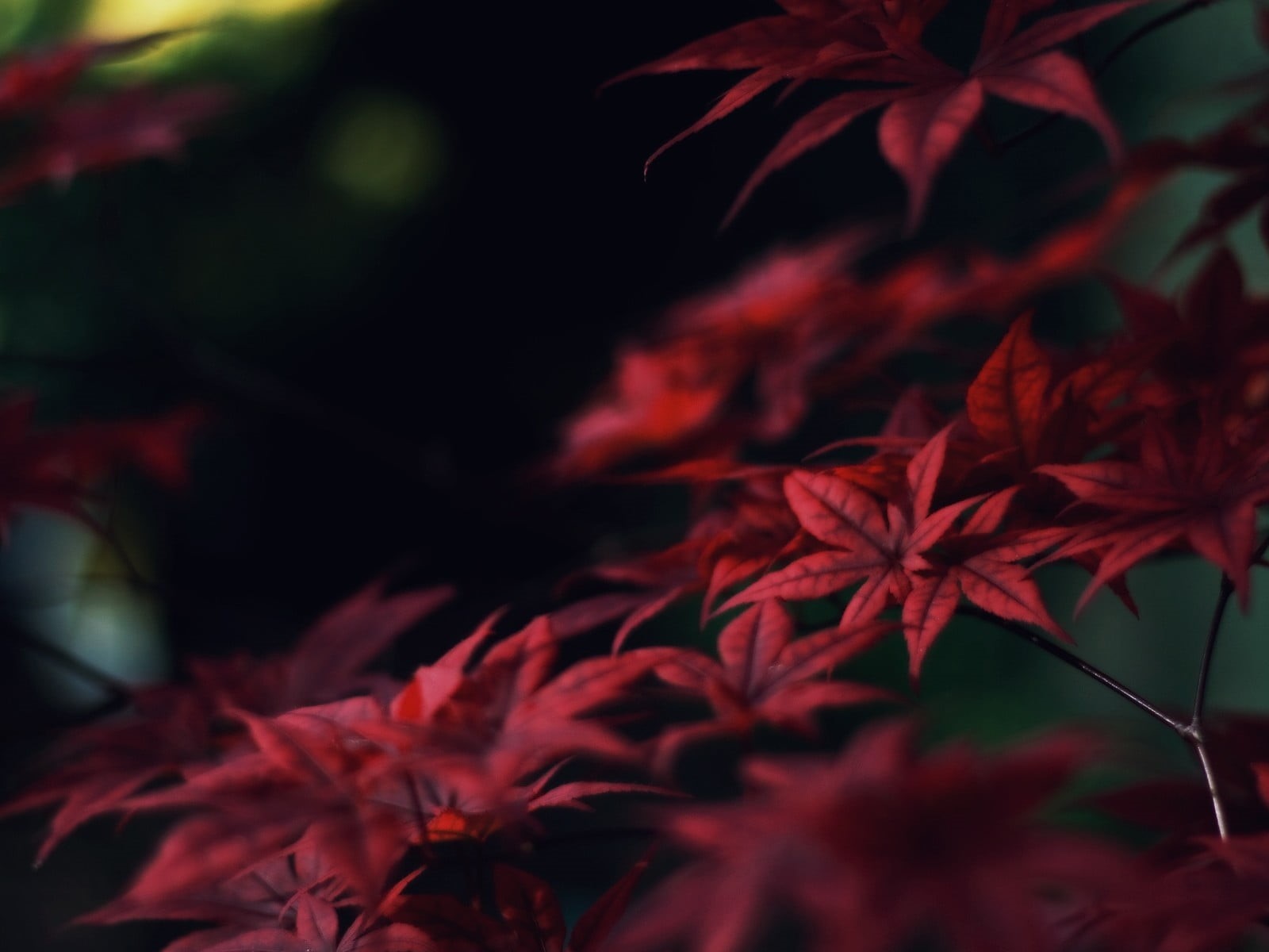 focus on foreground, plant part, focus, red leaves, fragility, october, freshness, orange Color, outdoors, woodland, selective Focus, beauty In Nature, HD Wallpaper