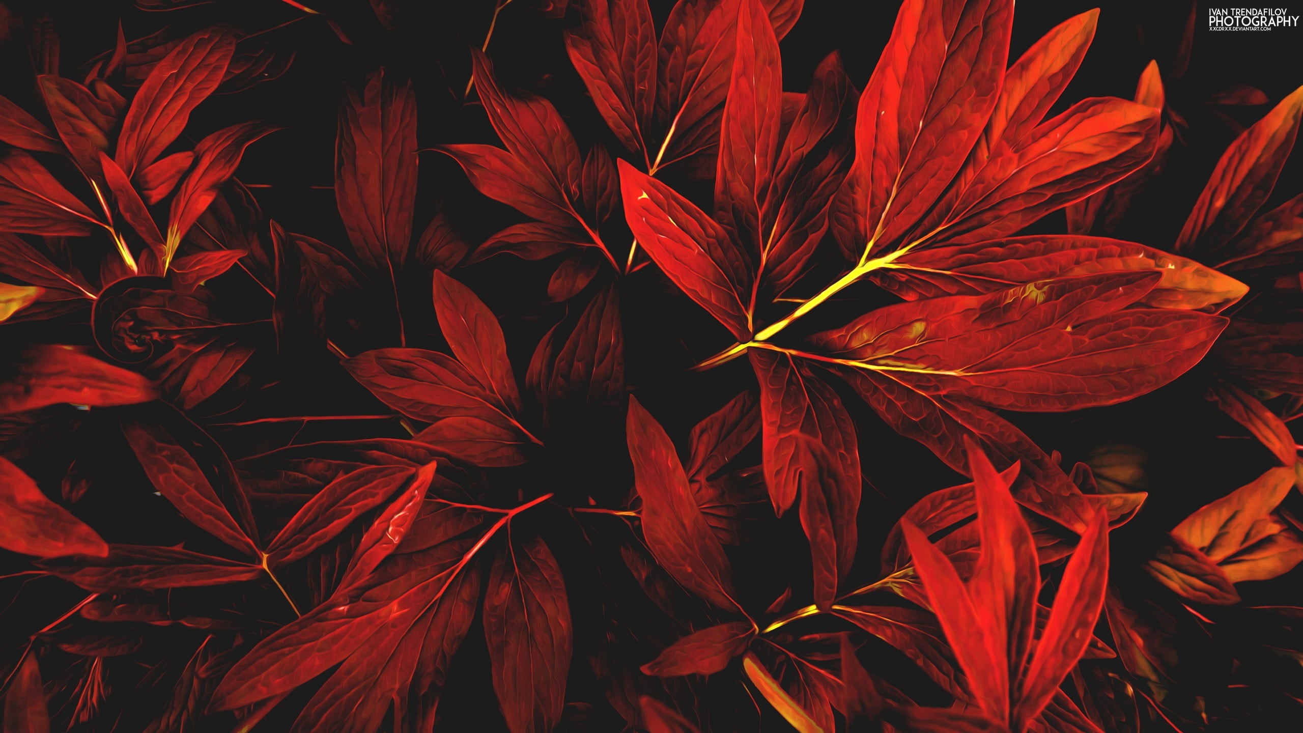2K, focus on foreground, full frame, nature, natural pattern, growth, day, fall, flowering plant, backgrounds, red, fragility, close-up, vulnerability, HD Wallpaper