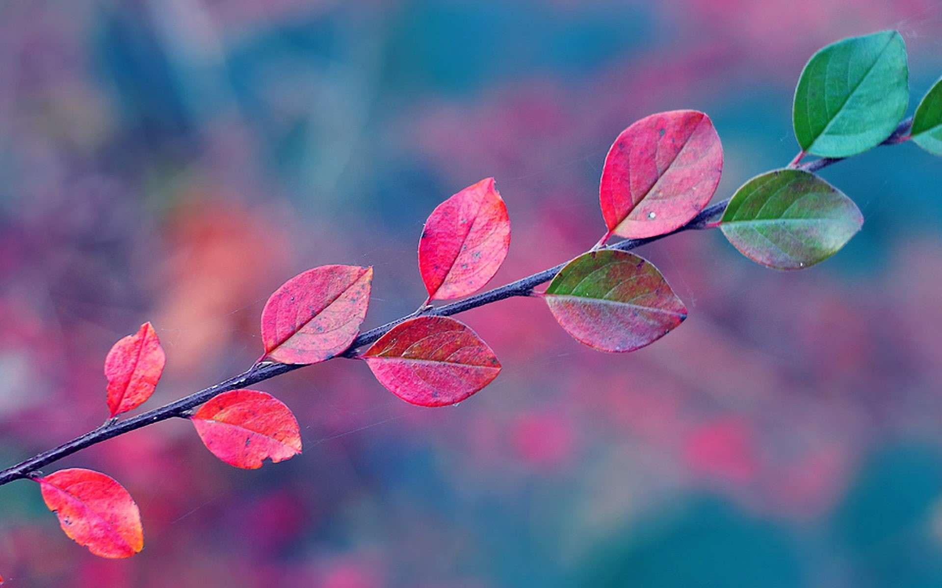 red leaves, growth, plant, softness, red, leaf, close-up, change, branch, multi colored, 1080P, leaves, freshness, no people, pink color, focus on foreground, HD Wallpaper