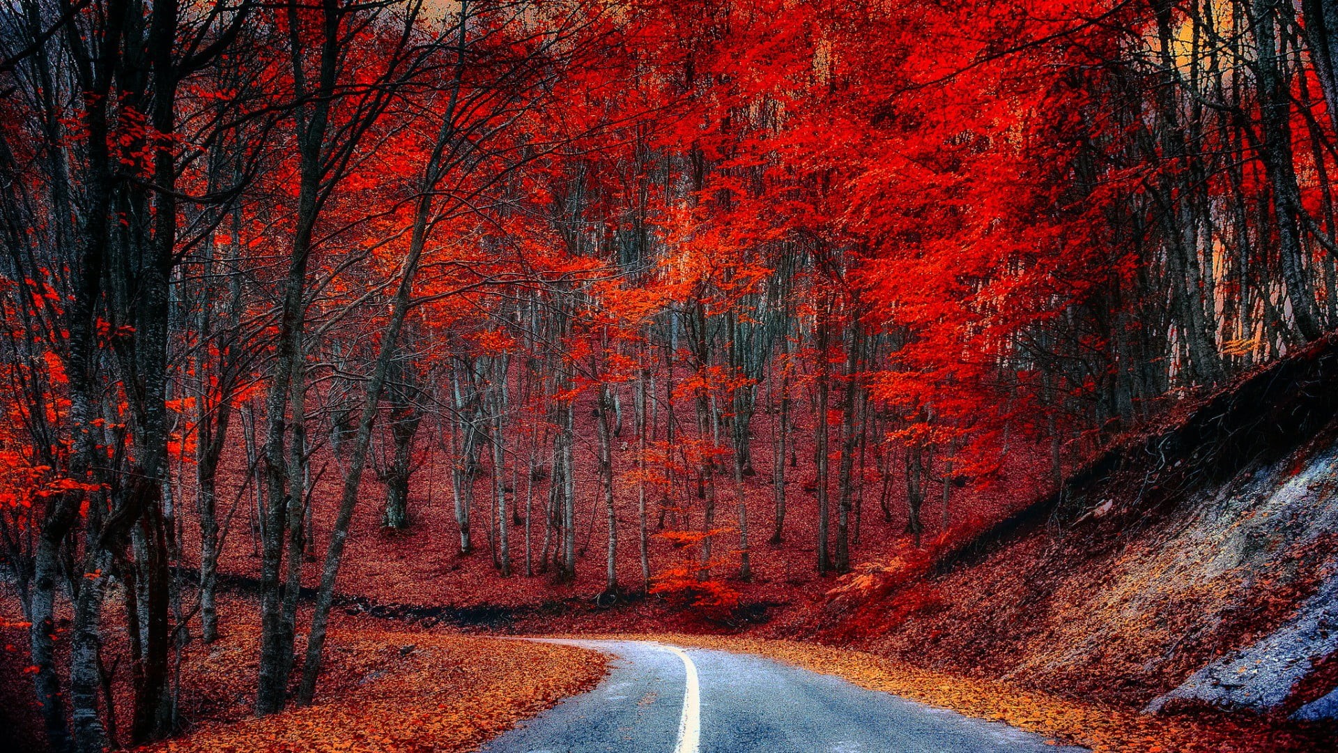 change, transportation, nature, plant, day, direction, beauty in nature, woodland, forest, the way forward, landscape, road, sign, road marking, dividing line, HD Wallpaper