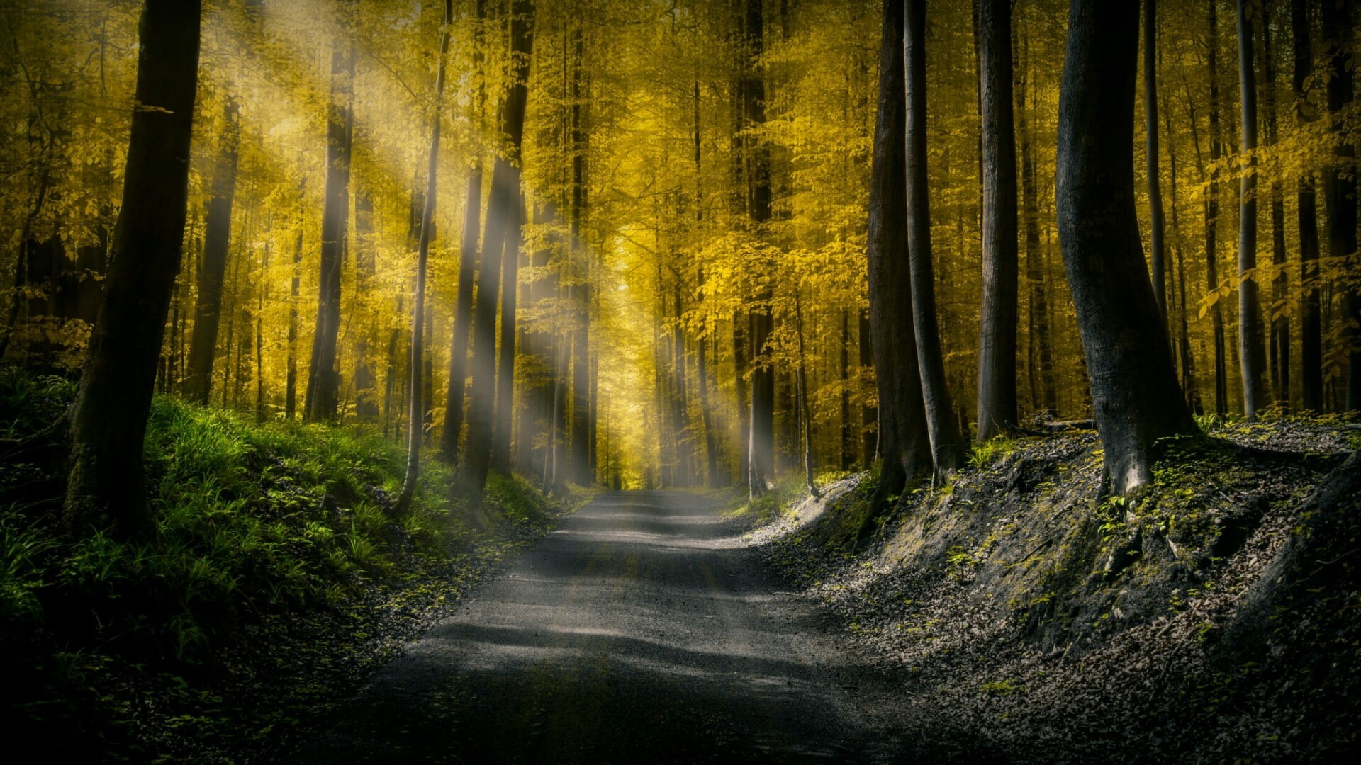 sunlight, peaceful, autumn, deciduous, woodland, road, foliage, forest, nature, light, calm, 1080P, leaves, twilight, rays, tree, HD Wallpaper