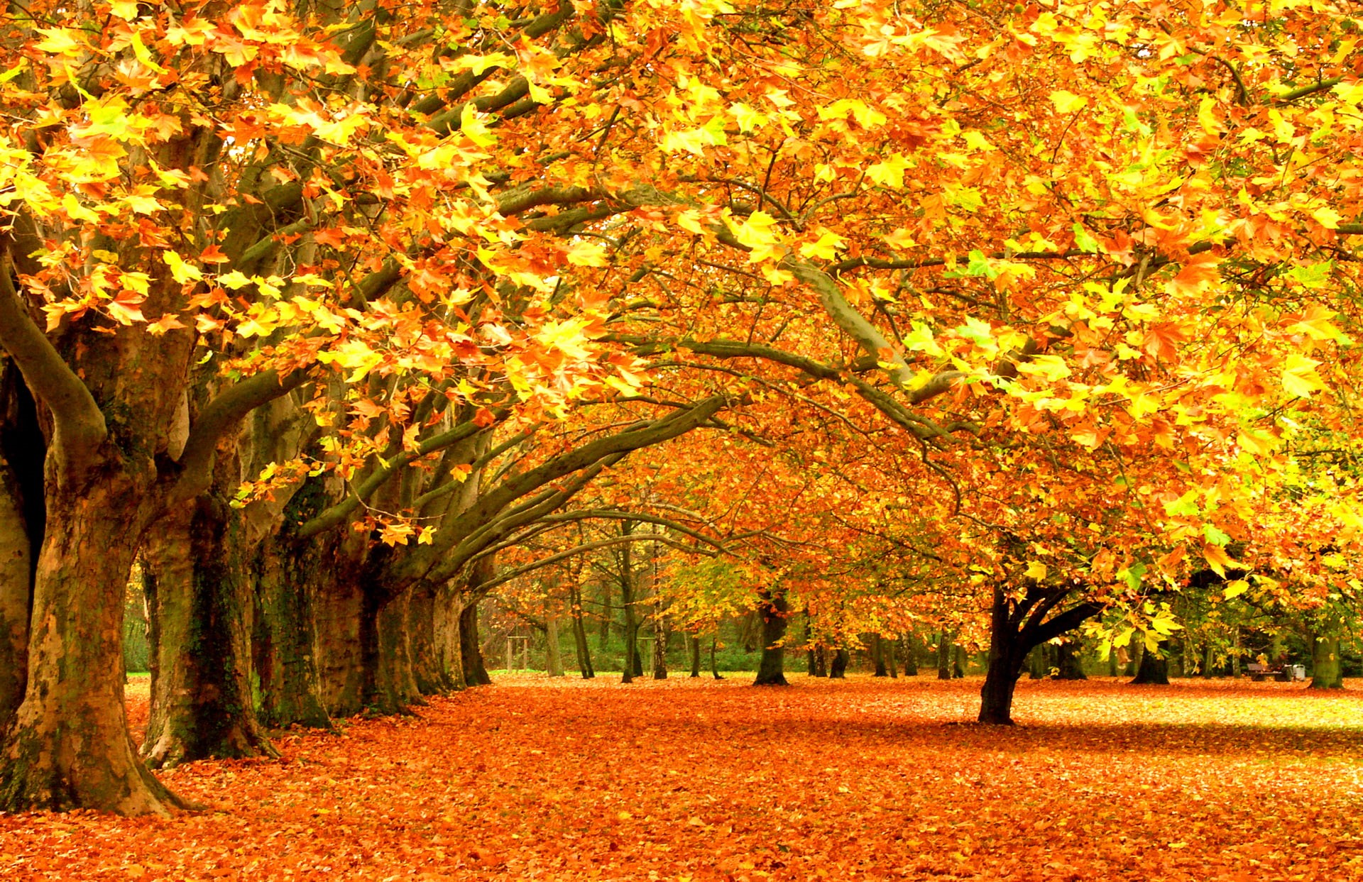 change, green Color, woodland, autumn collection, red, nature, november, colors, tree, plant, plant part, forest trees, tranquil Scene, non-Urban Scene, HD Wallpaper