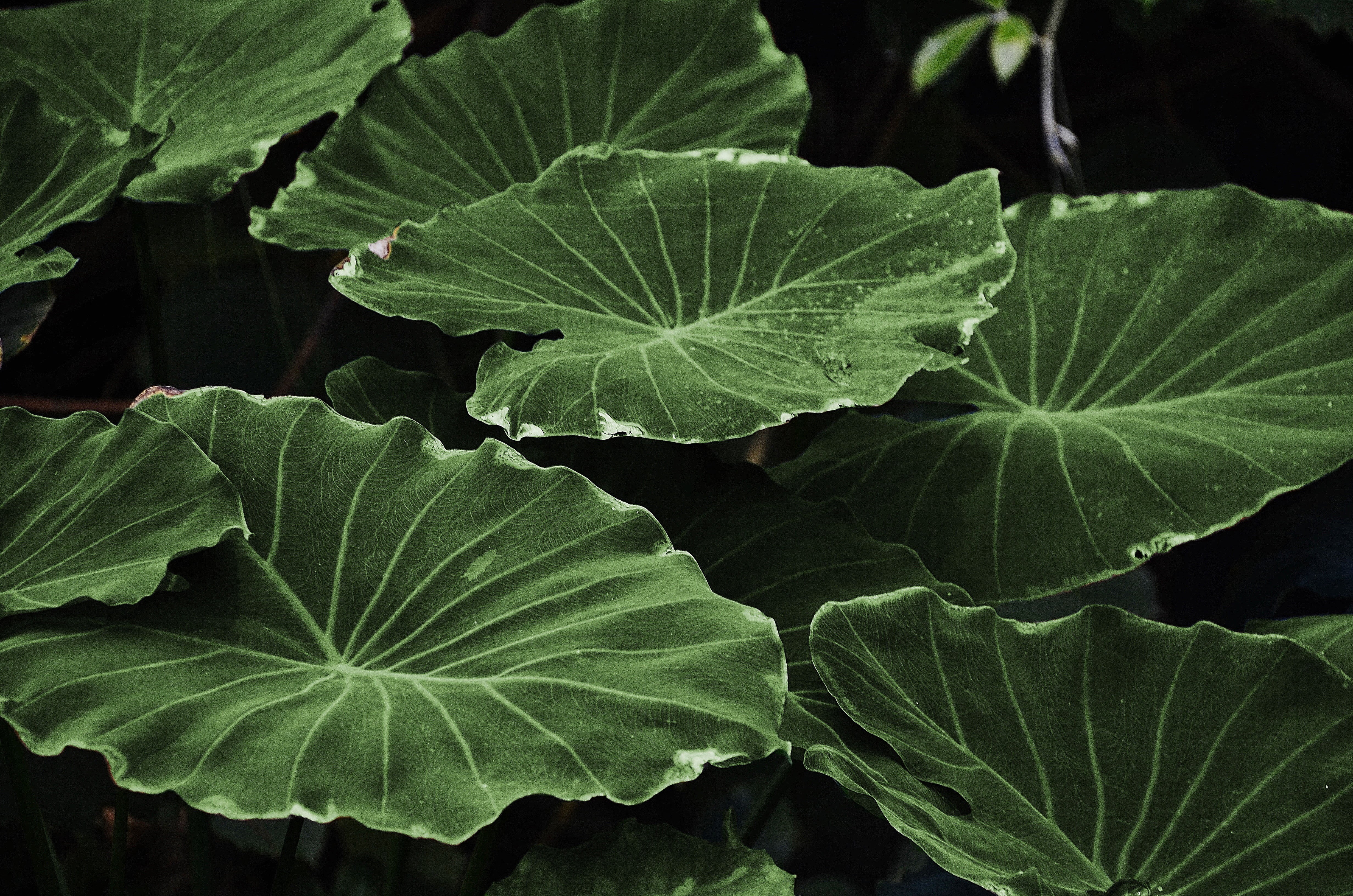 background, natural condition, food, outdoors, vegetable, leaf, land, field, day, plant leaves, close-up, leaves, growth, dew, colorful, leaf vein, vulnerability, HD Wallpaper