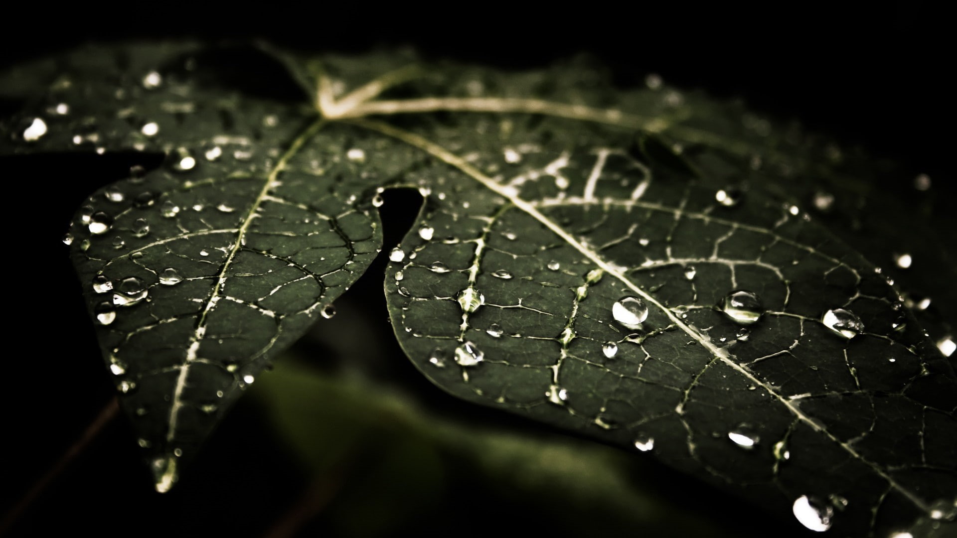 water drops, leaves, water, nature, dark, macro, drops, 1080P, HD Wallpaper