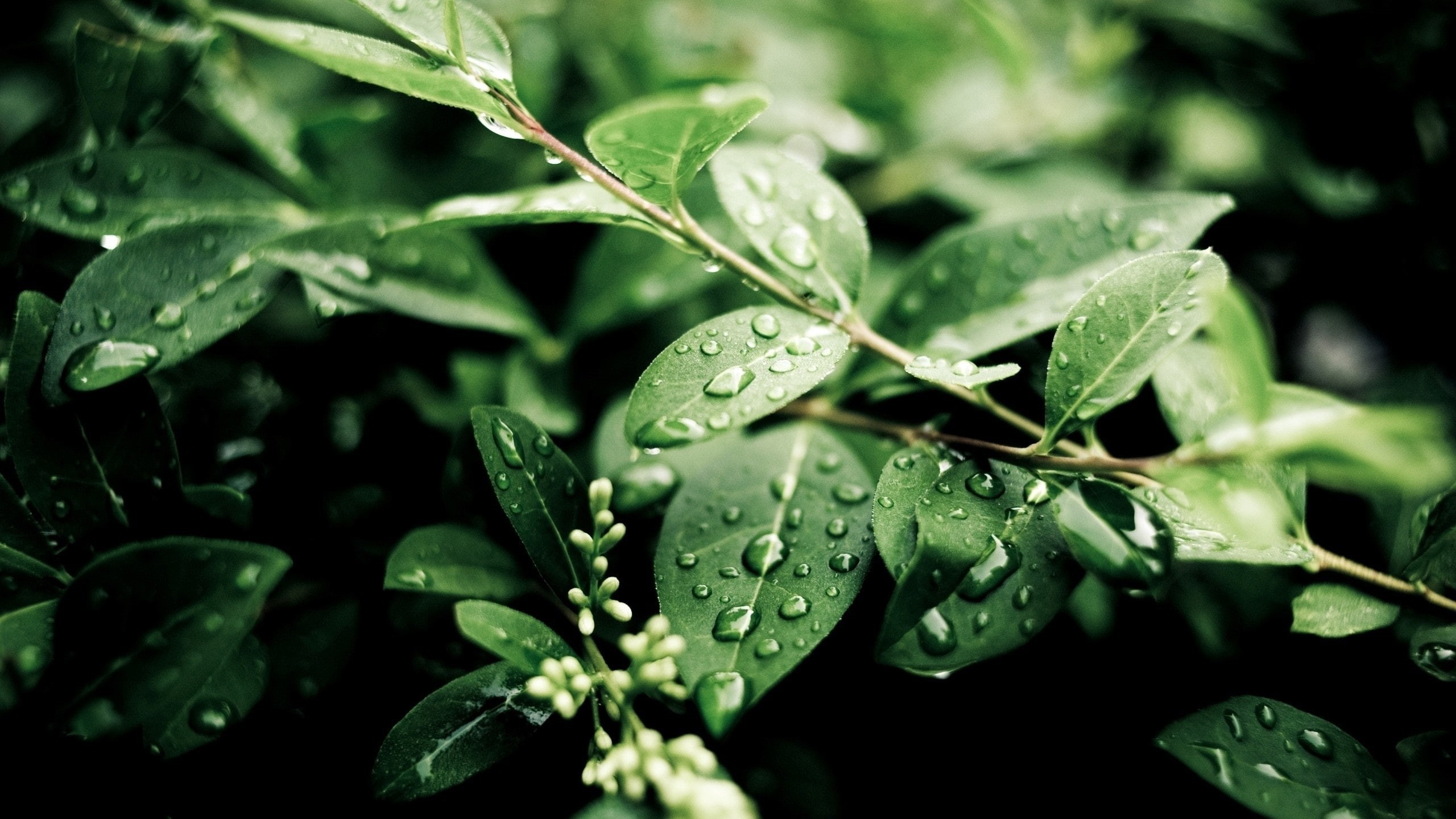 Rain, Water, 2K, Drops, Green, Plants, After, Leaves, HD Wallpaper