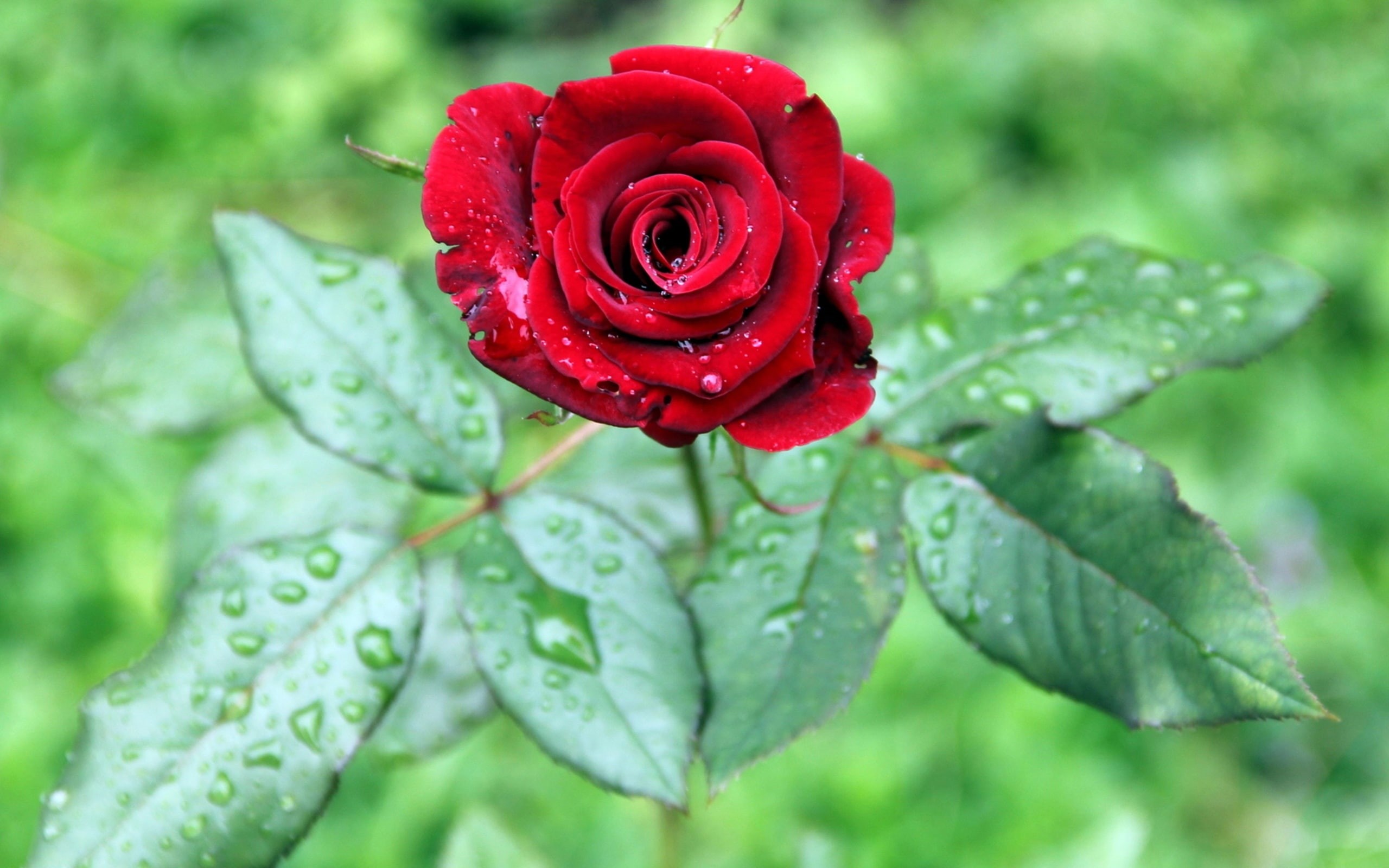 Green, Flower, Rose, Leaves, One, Red, 2K, Water, Drops, HD Wallpaper