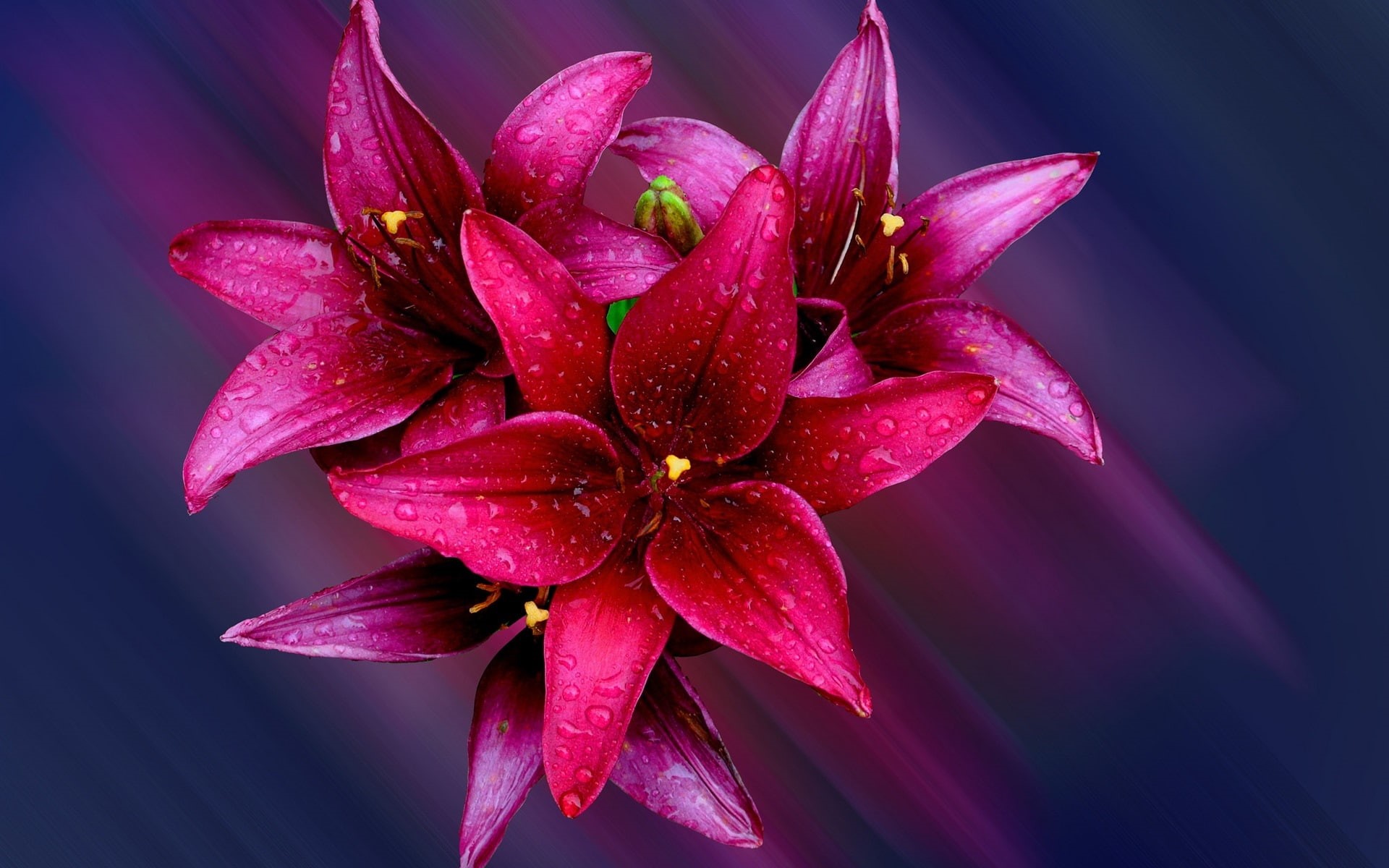Drops, Red, Flowers, Water, 1080P, Bouquet, Petals, Lily, HD Wallpaper