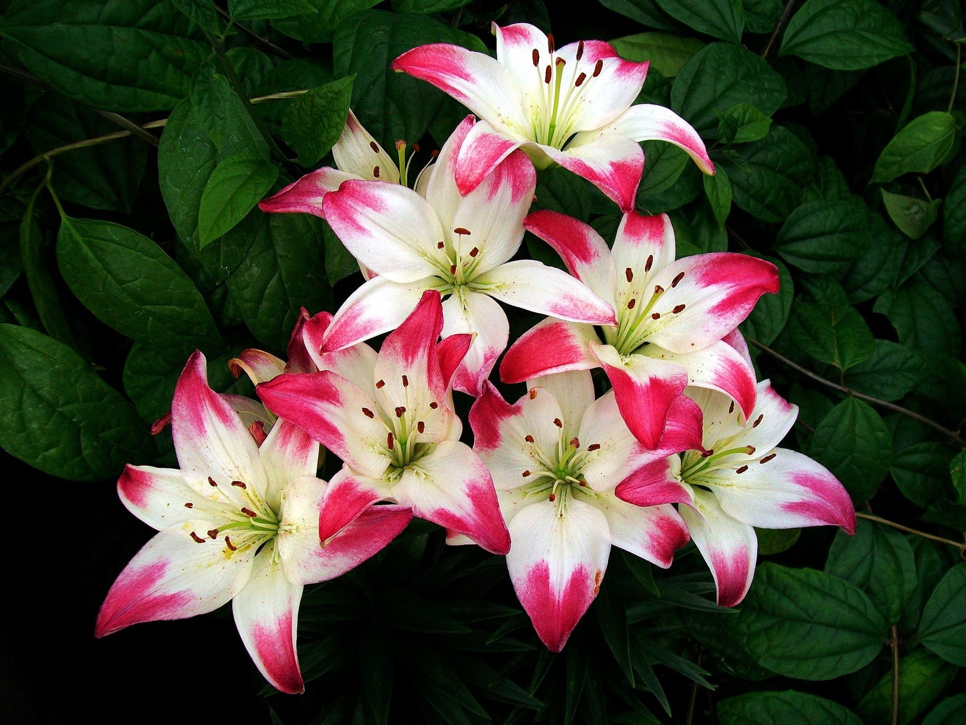 Red, Flowers, Leaves, Petals, Lily, White, 1080P, HD Wallpaper