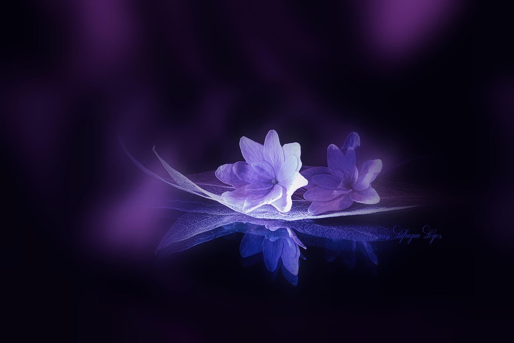 flowers, vulnerability, fragility, black background, petaled, leaves, blue, no people, softness, inflorescence, petal, 1080P, purple, nature, studio shot, HD Wallpaper