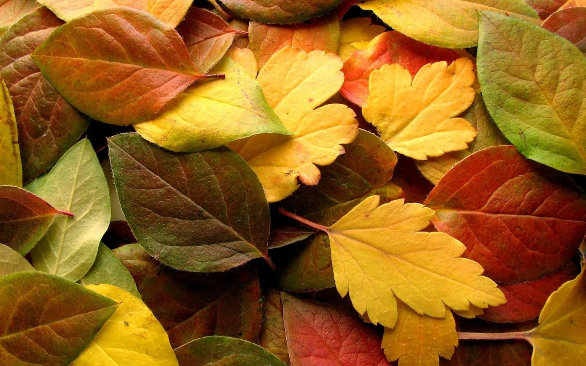 natural pattern, no people, autumn, close-up, directly above, plant, outdoors, plants, 1080P, fall, day, plant part, colorful, backgrounds, leaves, beauty in nature, HD Wallpaper
