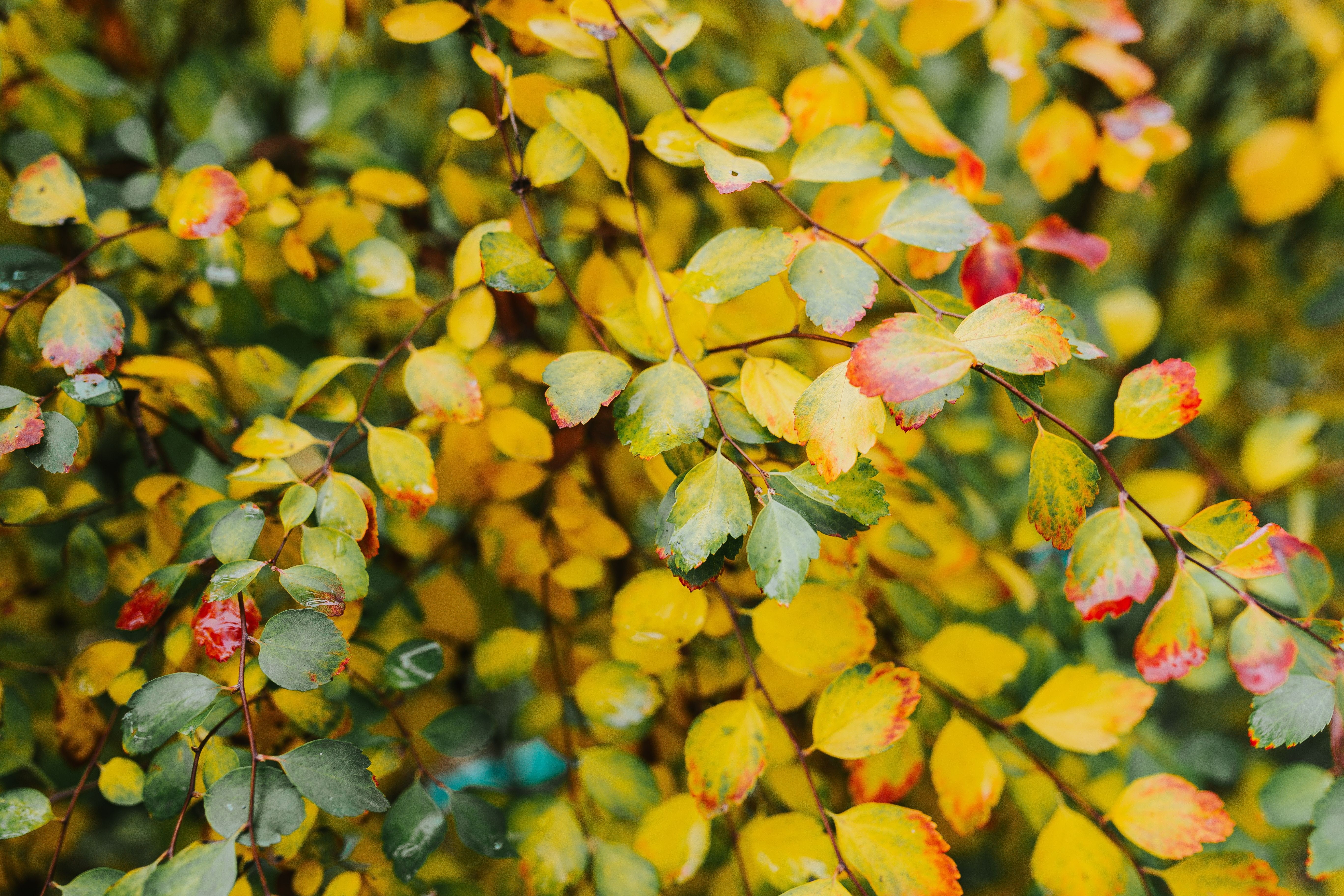 backgrounds, multi Colored, plant, colors, orange Color, green, fruit, Yellow, leaf, leaves, autumn collection, no people, forest, close-up, autumn, nature, HD Wallpaper