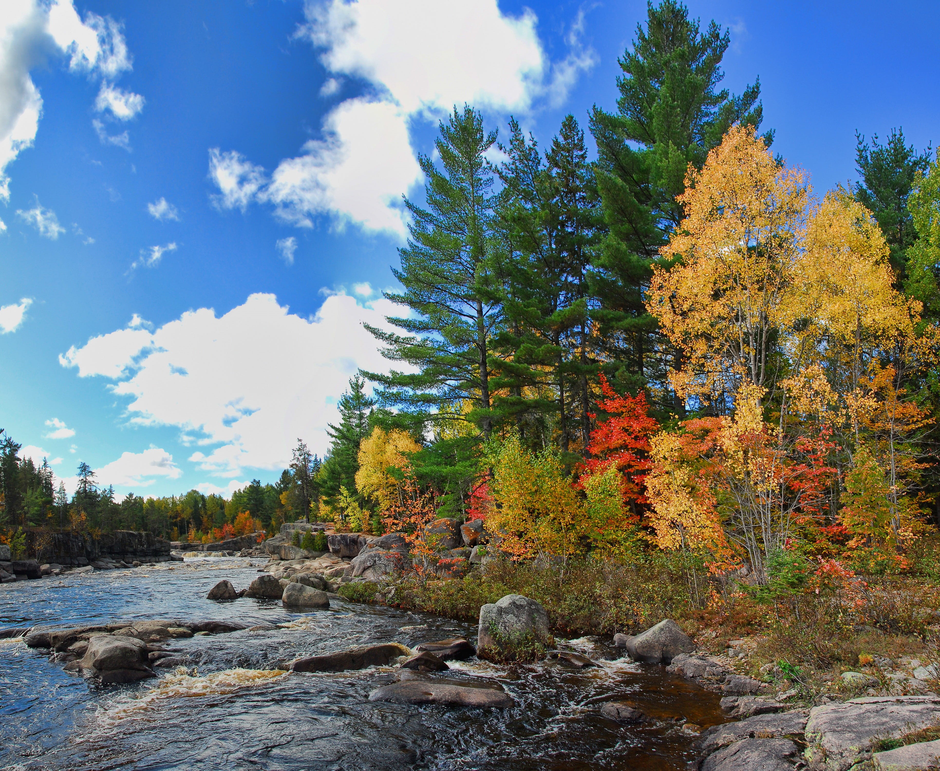 scenics - nature, forest, fall, leaves, change, nature, coniferous tree, Autumn, orange, Fall, scenics, tranquil scene, 2K, growth, seasonal, foliage, HD Wallpaper