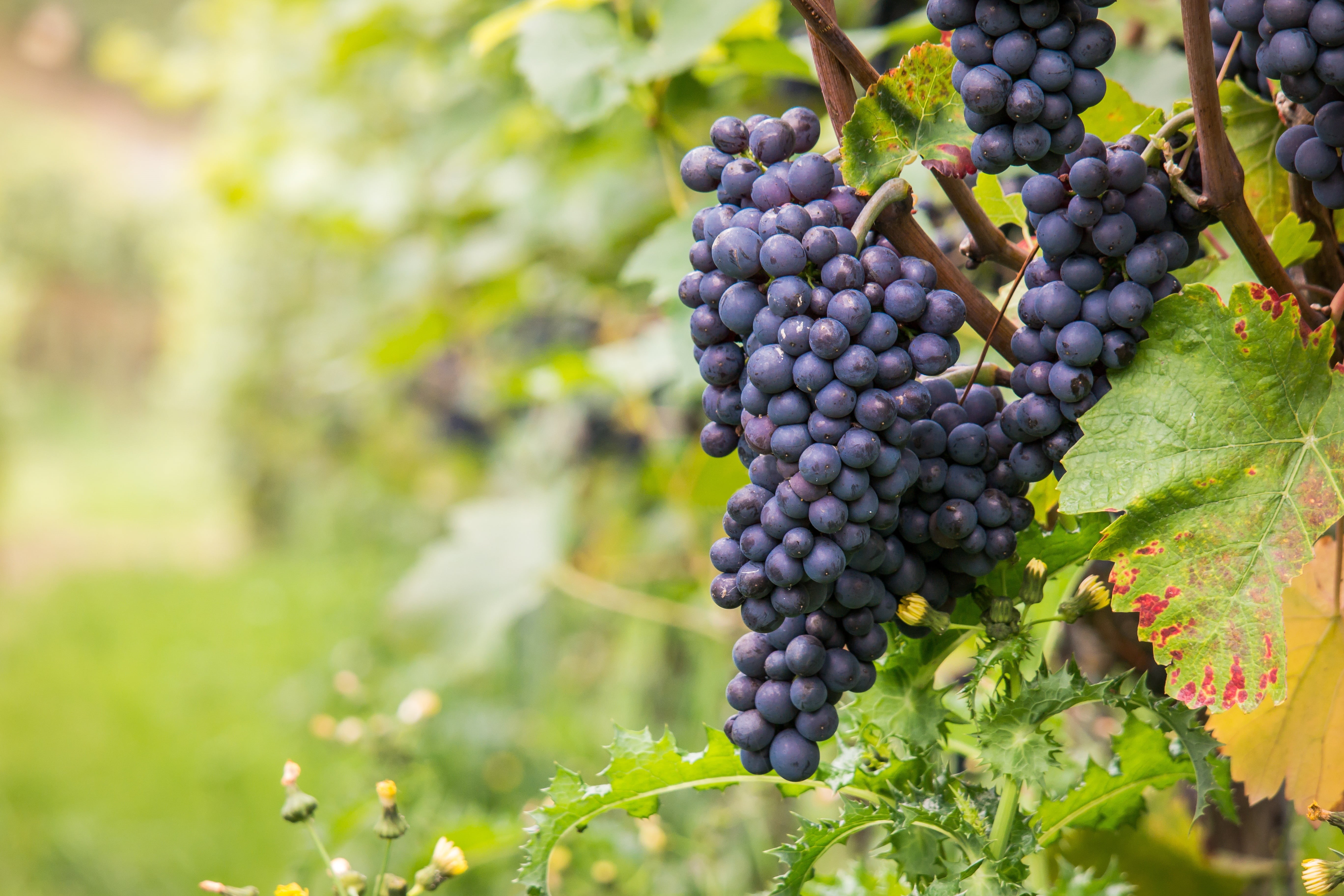 grape, ahr valley, winemaker, 5K, fruit, abundant, red, fill, organic, food and drink, pinot noir, golden autumn, rural Scene, wealth, day, growth, freshness, HD Wallpaper