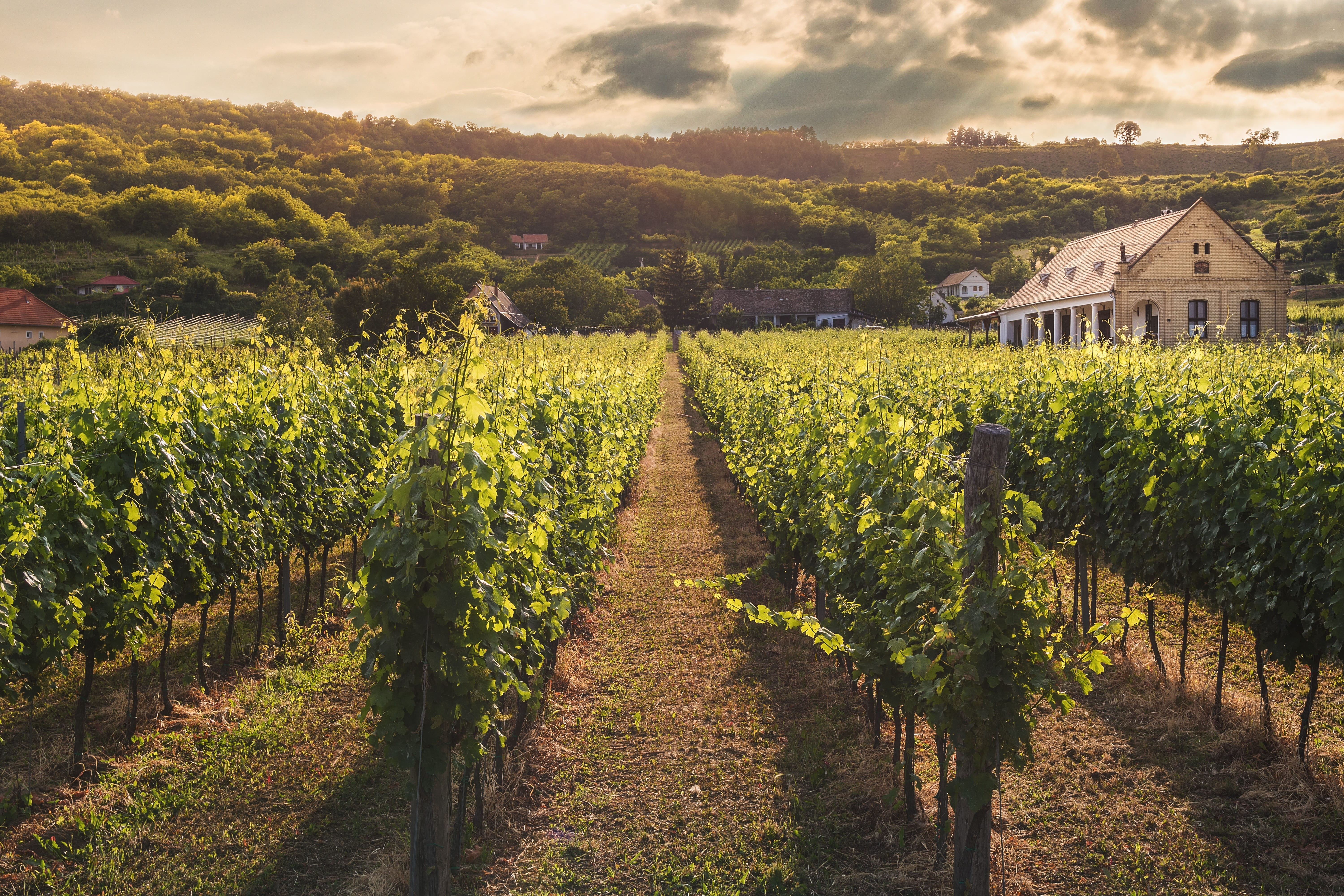 viticulture, sky, green, countryside, landscape, 5K, hill, grapevine, nature, scenics - nature, cropland, the way forward, field, growth, wine, diminishing perspective, HD Wallpaper