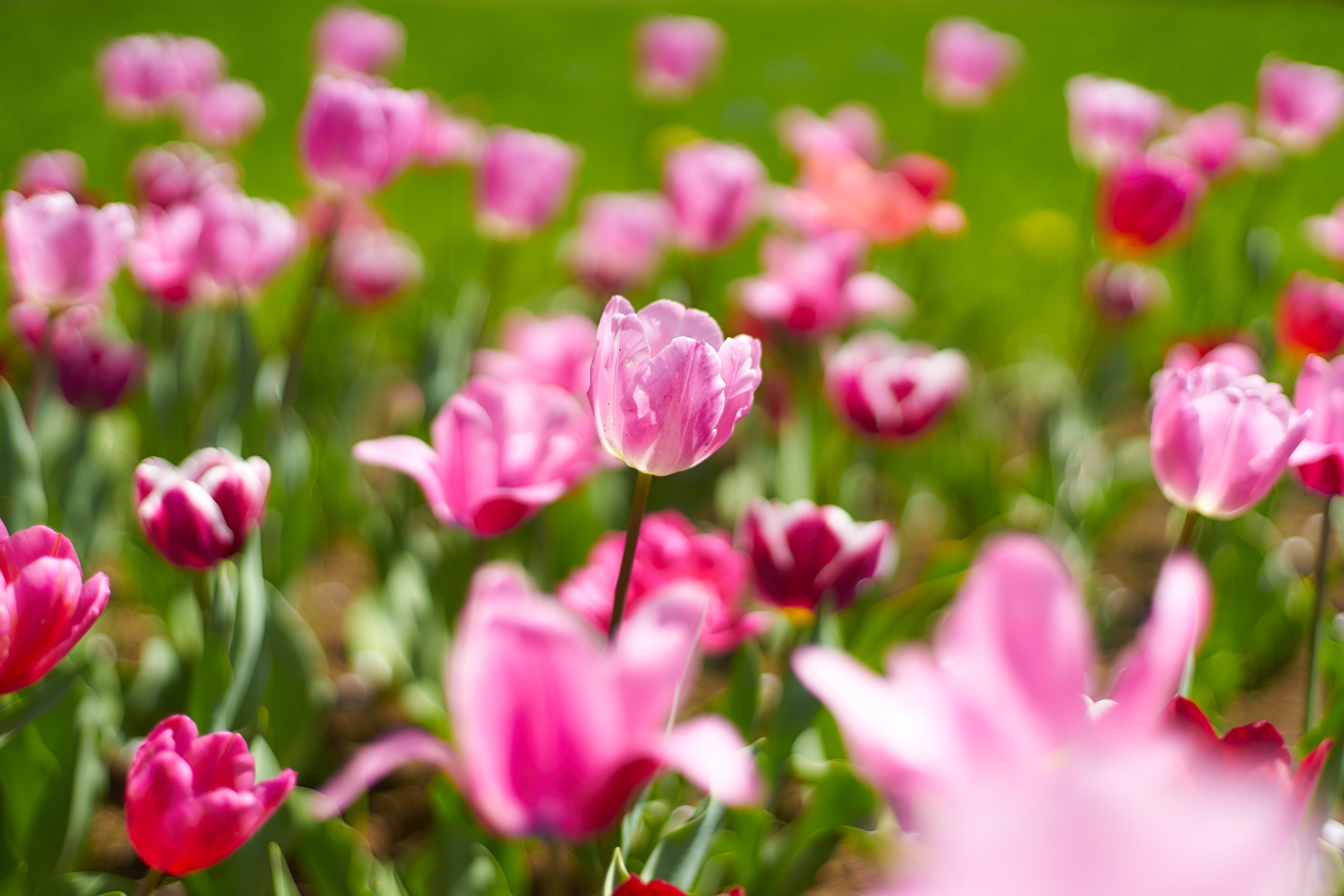 plant, flower Head, Contax, green Color, None, focus, nature, beauty In Nature, flower, purple, pink Color, selective focus, チュ, 5K, Planar, springtime, HD Wallpaper