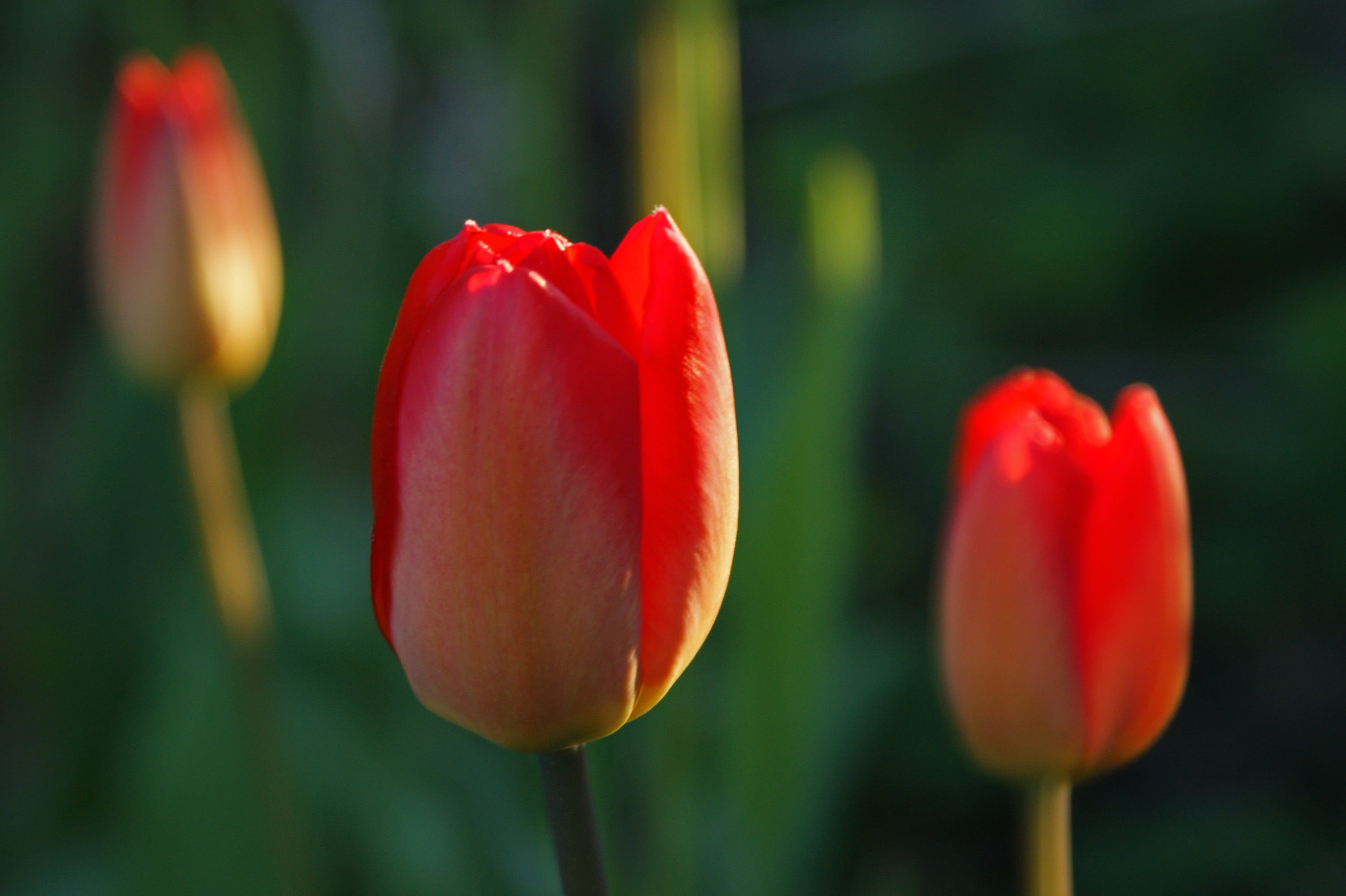 summer, focus, nature, green Color, red, photography, flower Head, petal, selective focus, beauty In Nature, springtime, plant, spring  garden, selective, HD Wallpaper