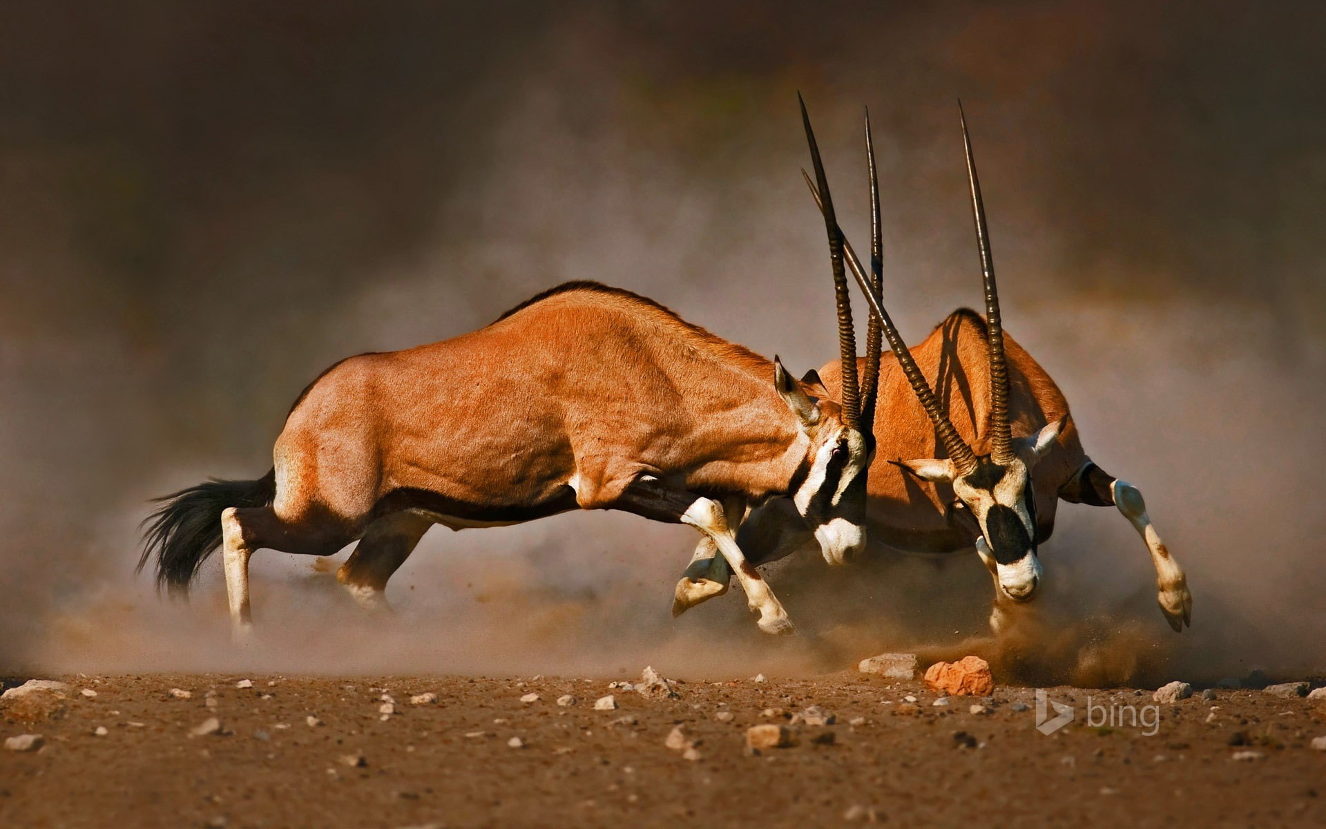 domestic animals, side view, one animal, 1080P, outdoors, no people, full length, dust, survival, profile view, bing, gemsboks, running, animals in the wild, HD Wallpaper
