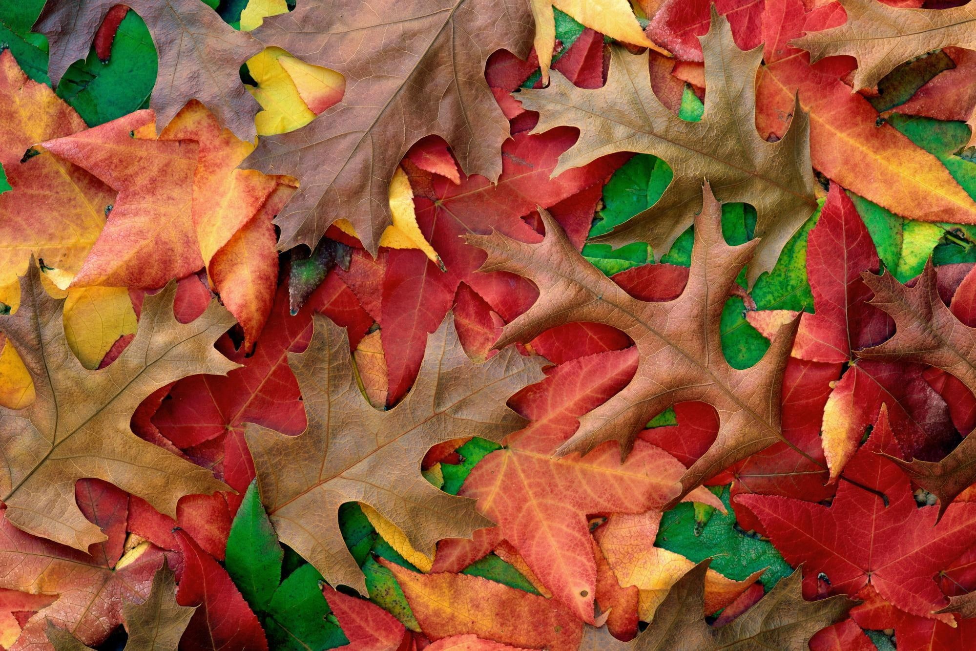 fall, leaves, shades, october, photography, season, 1080P, nature, autumn, HD Wallpaper