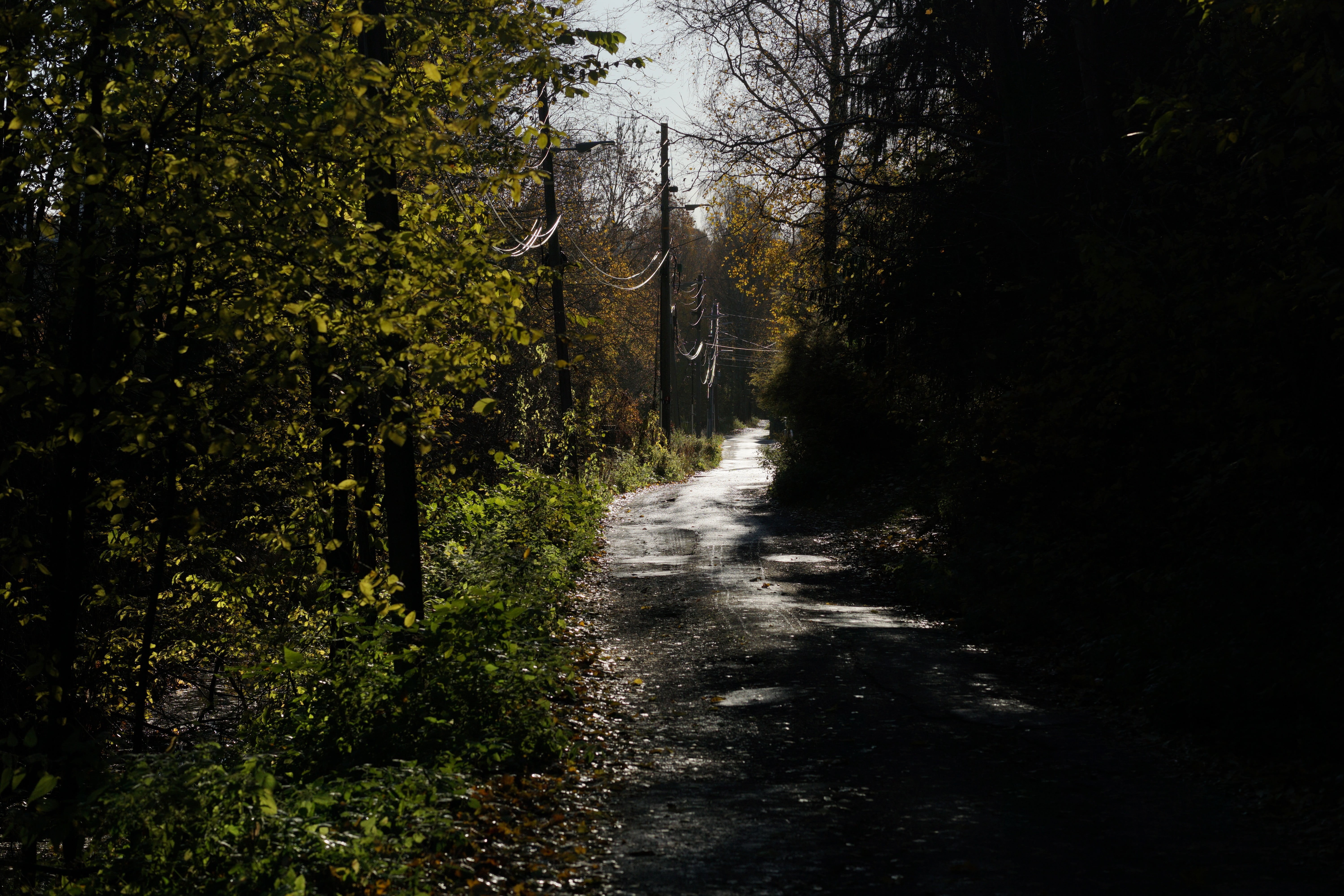 transportation, tree, outdoors, diminishing perspective, nature, narrow, october, tranquil scene, non-urban scene, footpath, road, direction, forest, no people, HD Wallpaper