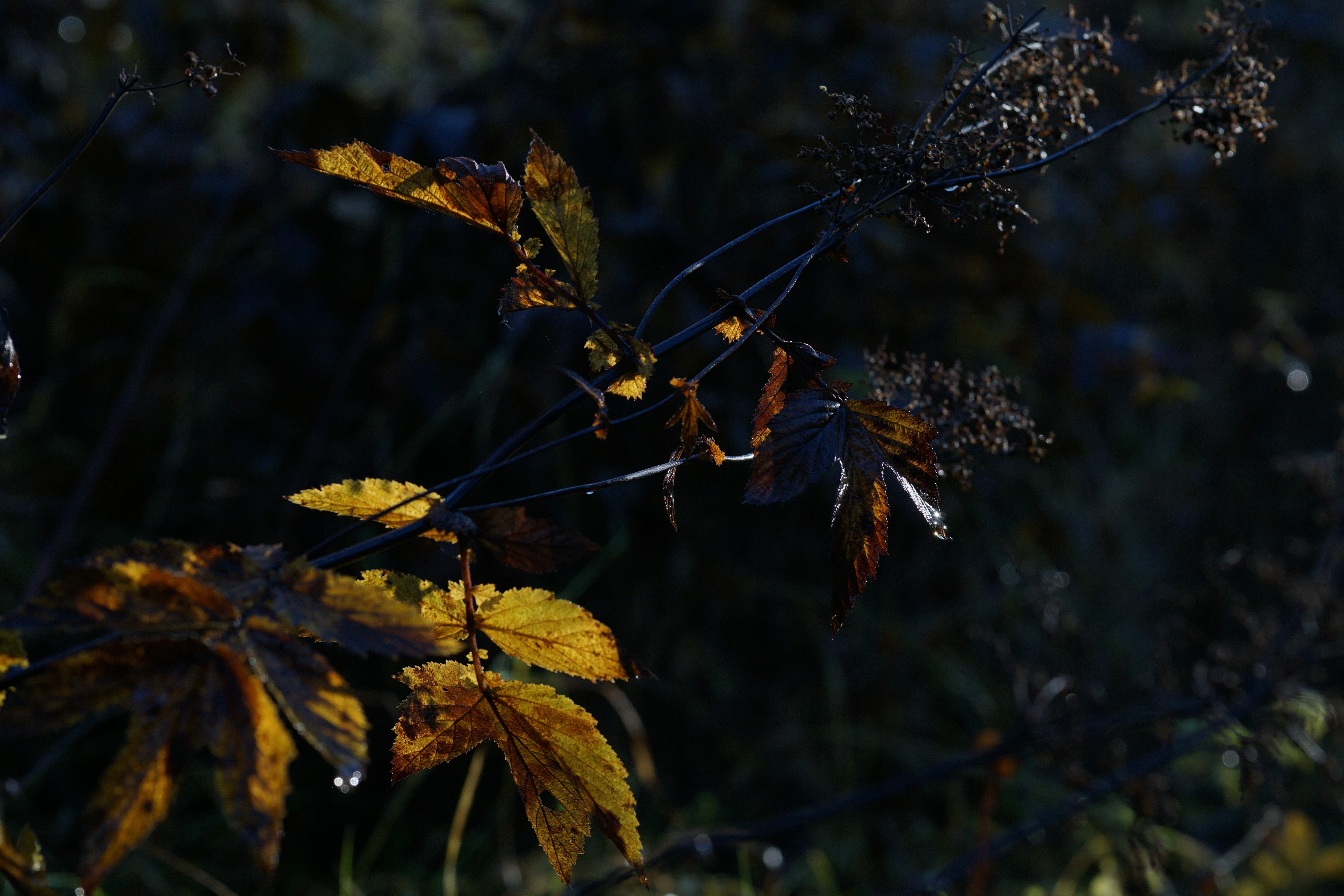 selective focus, black, tree, plants, painting, plant, land, autumn, branch, wilted plant, beauty in nature, vulnerability, 5K, nature, change, plant part, HD Wallpaper