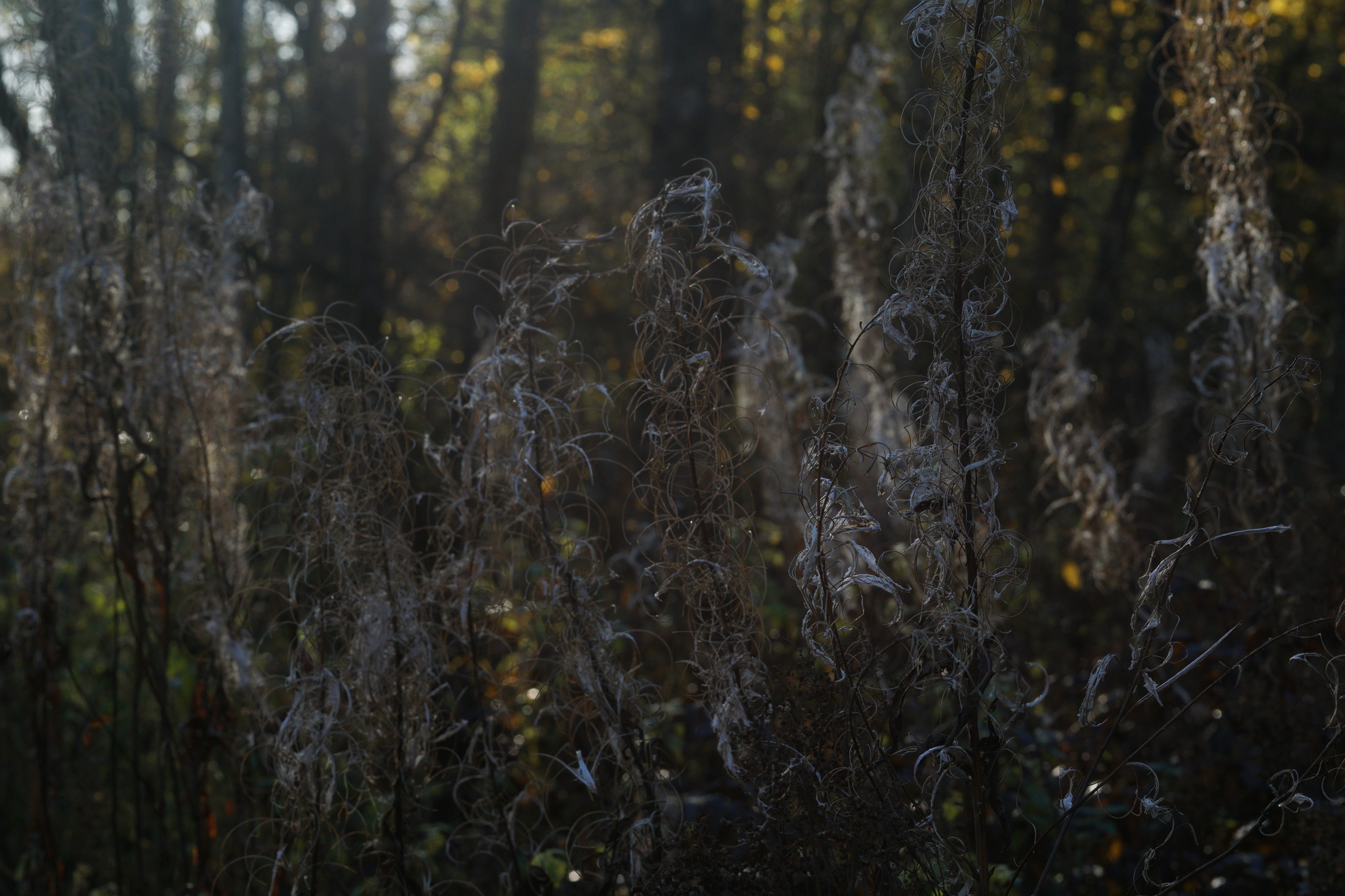 close-up, plant, non-urban scene, tranquility, day, trunk, outdoors, tree, no people, nature, branch, fall, land, focus on foreground, forest, woodland, HD Wallpaper