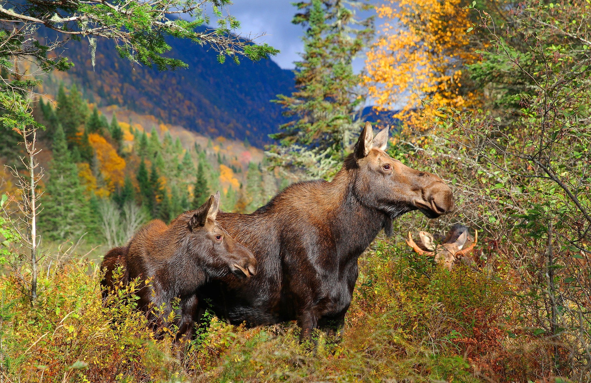 1080P, forest, family, October, autumn, moose, Elk, HD Wallpaper