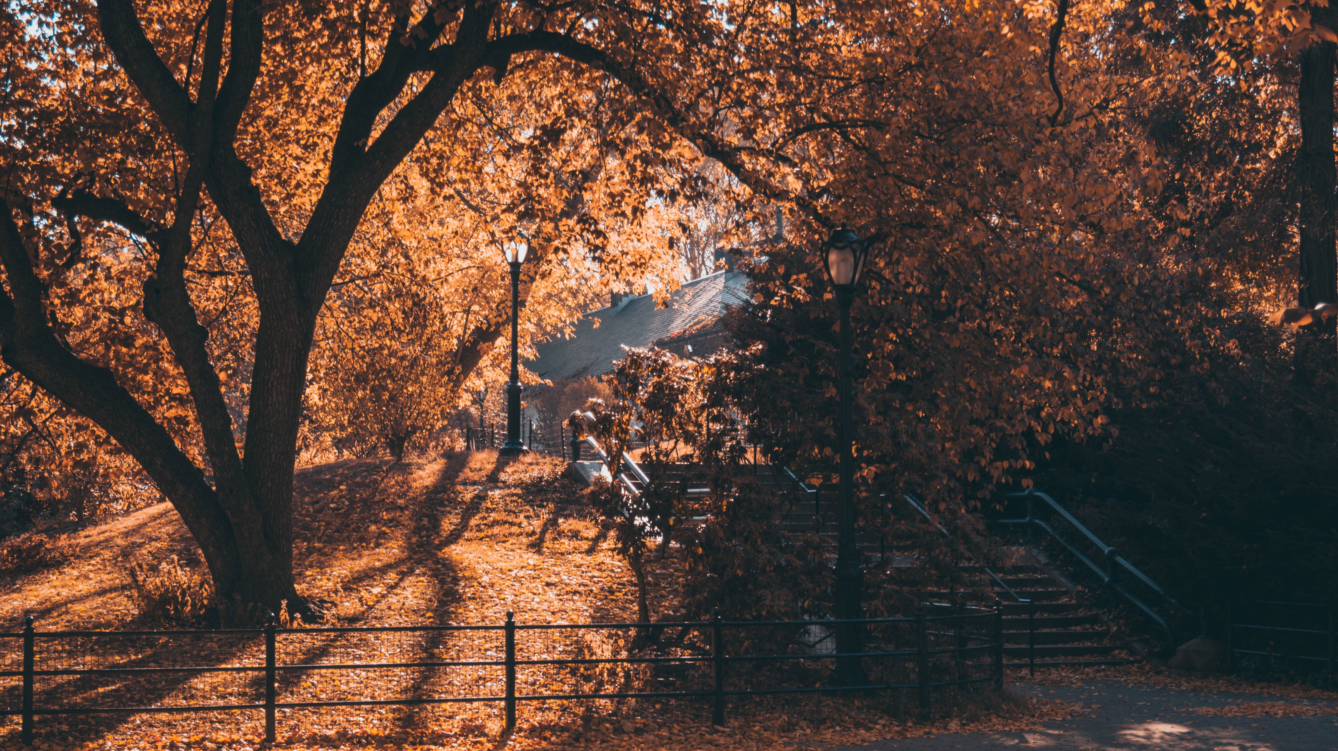 trees, New York City, stairs, october, street light, fall, Central Park, 5K, leaves, HD Wallpaper