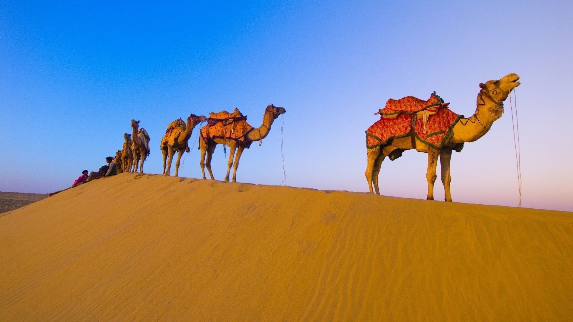 travel, camel Train, animal, riding, safari Animals, environment, united Arab Emirates, morocco, working animal, desert Oasis, adventure, clear sky, domestic animals, HD Wallpaper