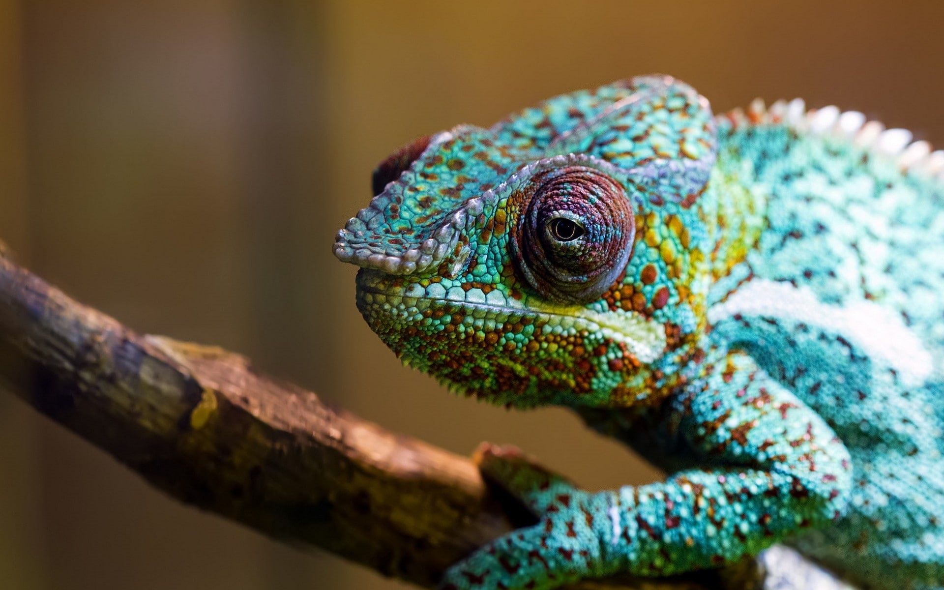 1080P, colorful, chameleons, animals, HD Wallpaper