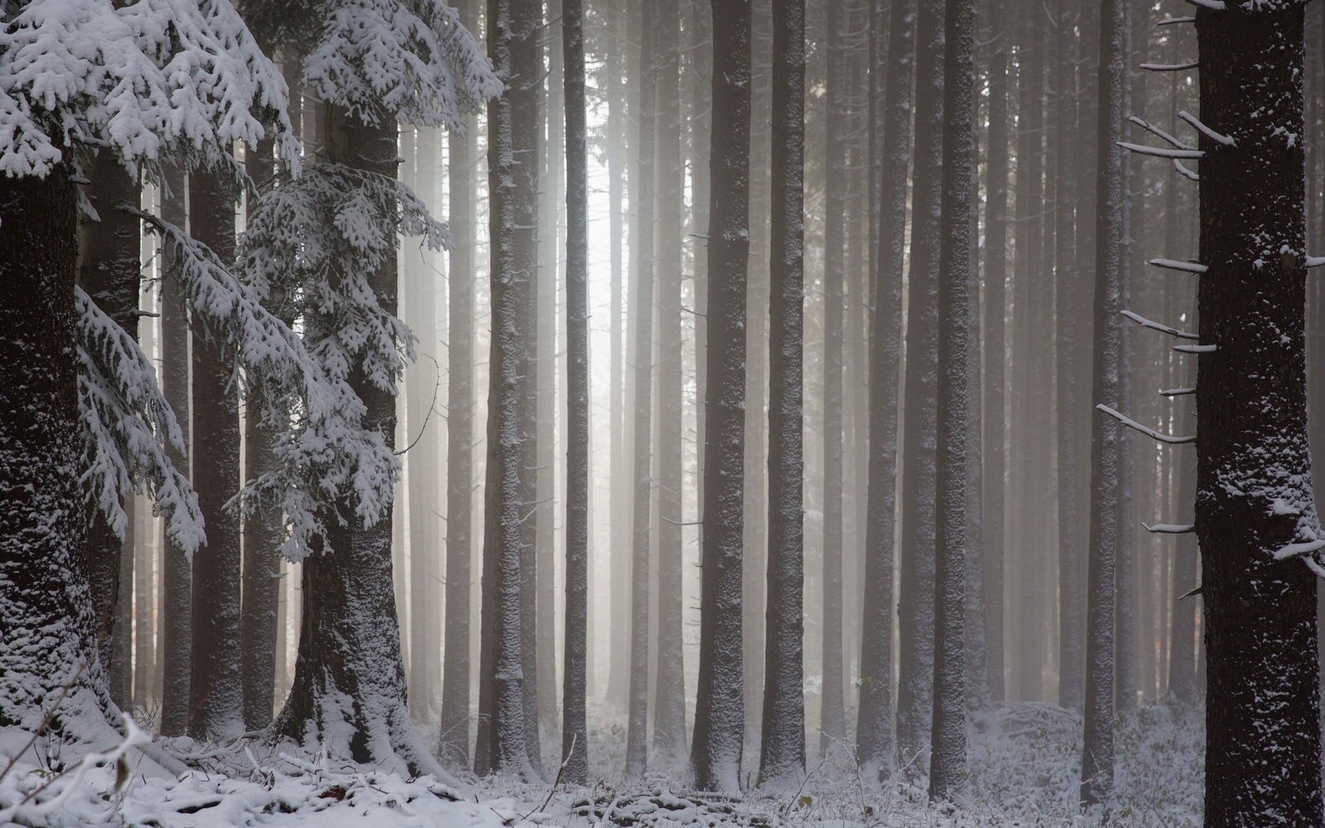 land, winter, landscape, scenics - nature, snow, day, 1080P, cold temperature, tree, environment, trunk, outdoors, beauty in nature, tranquil scene, nature, HD Wallpaper