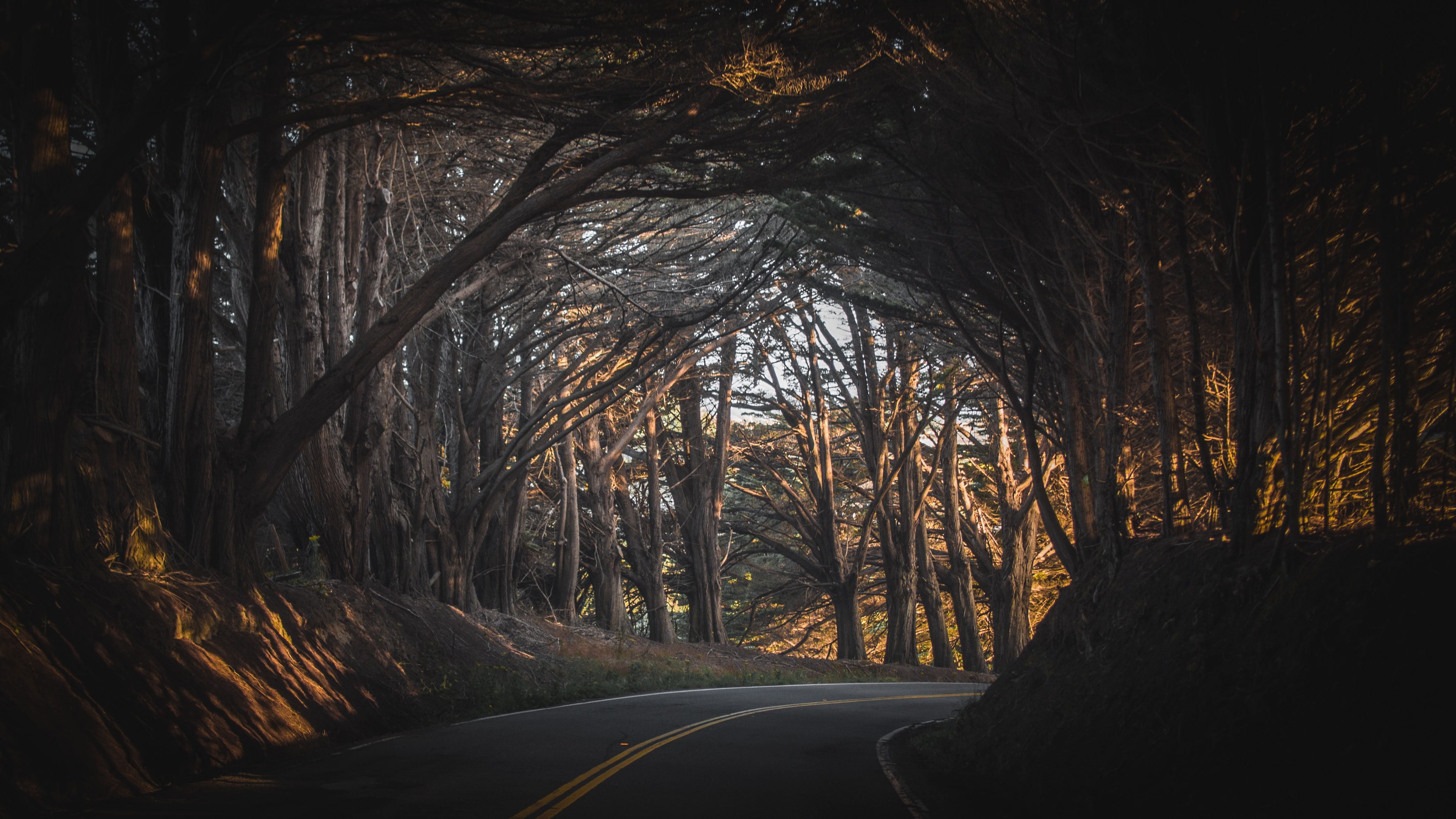 no People, tree, trees, tranquil scene, trunk, forest, sign, plant, arch, nature, backgrounds, sunlight, scenics, change, growth, asphalt, diminishing perspective, HD Wallpaper