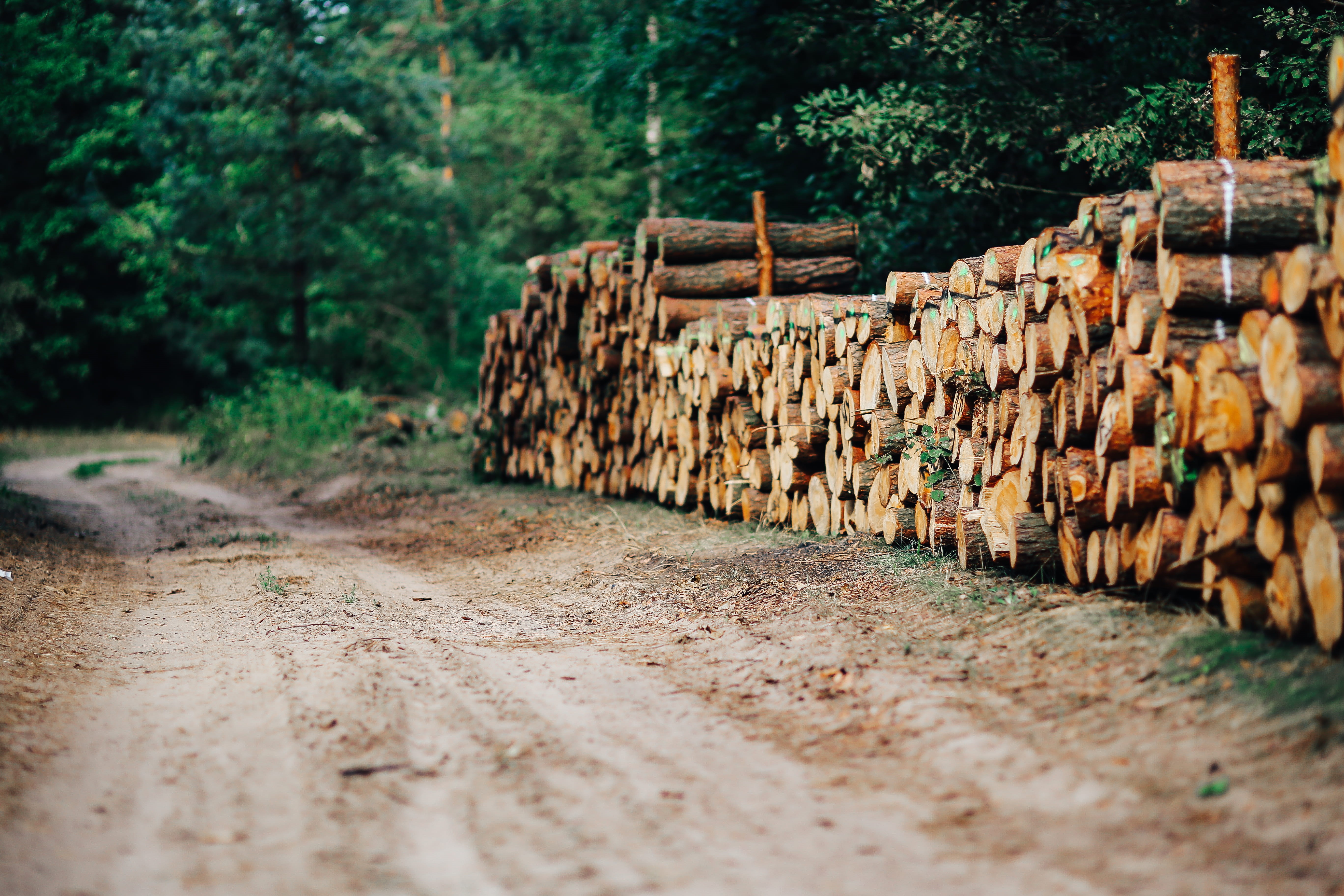 pine, Wall, Wood, stack, heap, woodland, wooden, abundance, forest, selective focus, no People, land, deforestation, brown, the way forward, autumn, large group of objects, HD Wallpaper