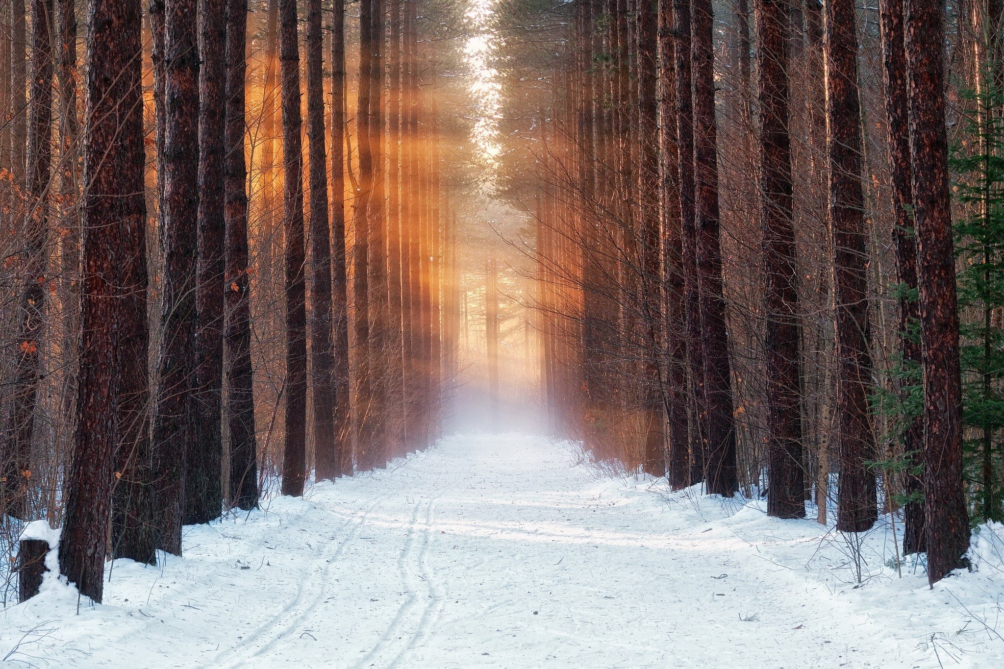 beauty in nature, diminishing perspective, 1080P, snow, forest, cold temperature, morning, scenics - nature, cold, snowing, nature, environment, plant, HD Wallpaper
