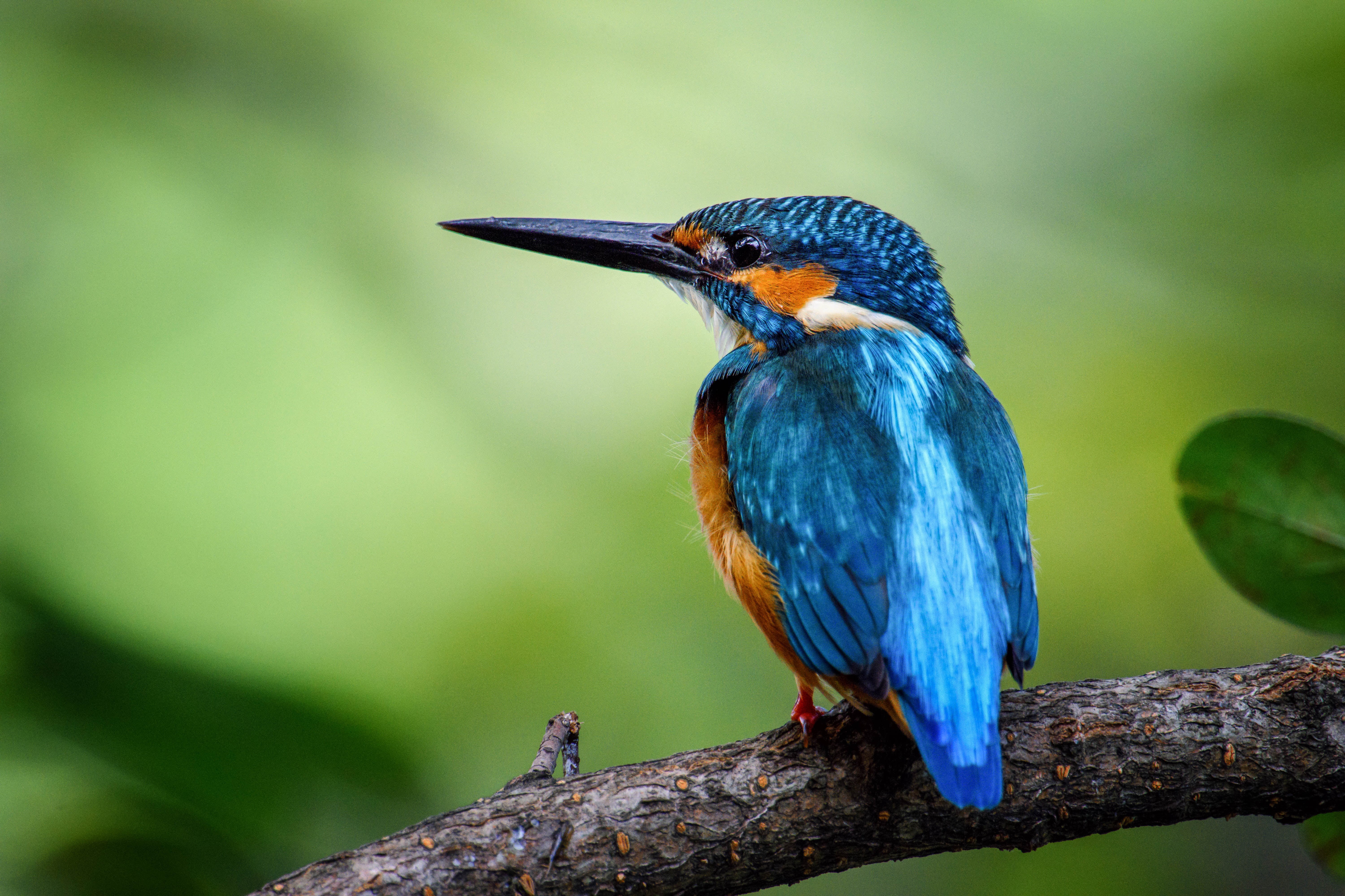 Kingfisher, GETTY, multi Colored, Birds, beak, blue, bee-Eater, Animals, tree trunk, selective, animal, red, bird, selective focus, blue bird, Nikon D7200, HD Wallpaper