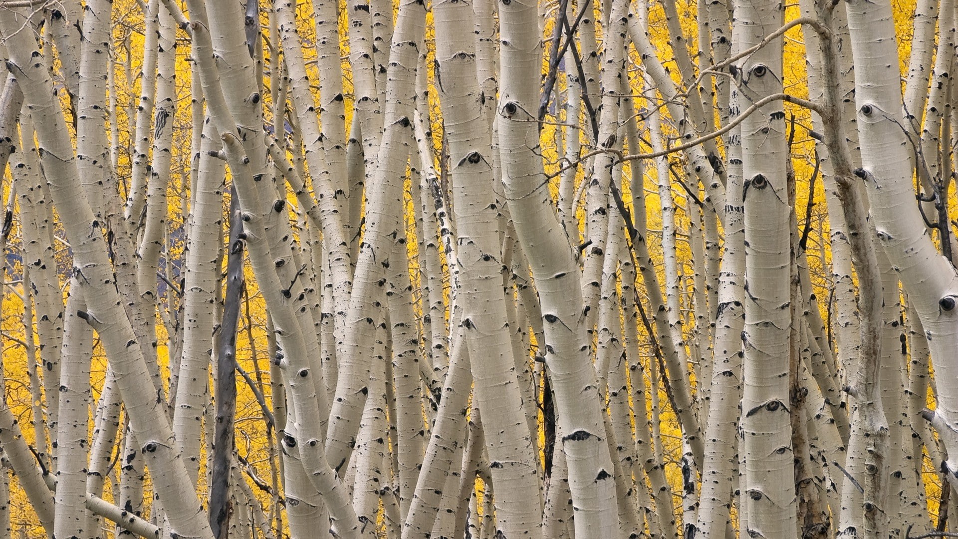 hd, trunks, tree, 1080P, trees, nature, HD Wallpaper