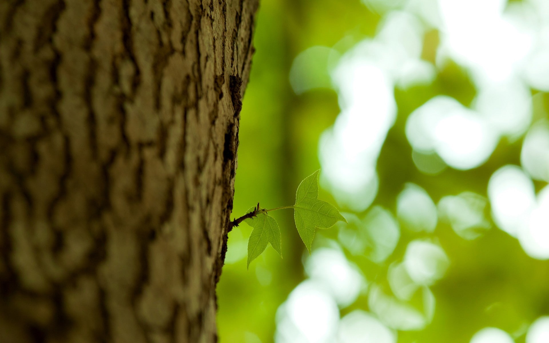 blur, hd, tree, leaves, nature, trunk, macro, 1080P, HD Wallpaper