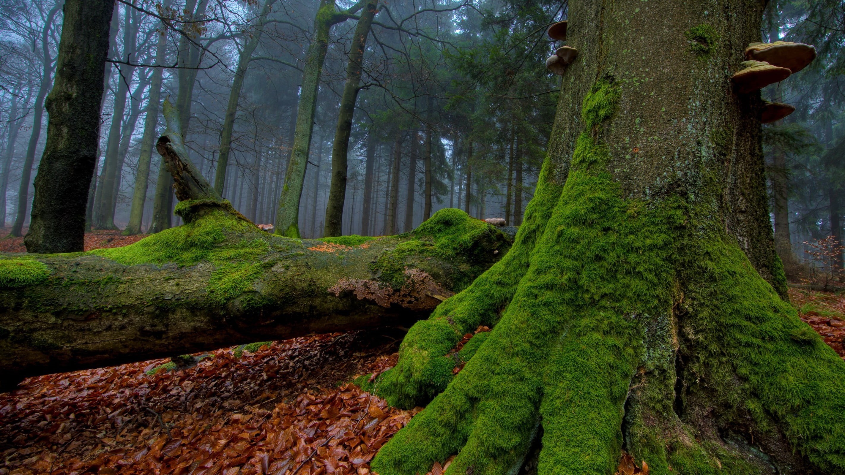tranquil scene, tranquility, no people, growth, tree trunk, forest, green, plant, day, green color, 2K, surface, outdoors, leaves, beauty in nature, non-urban scene, HD Wallpaper