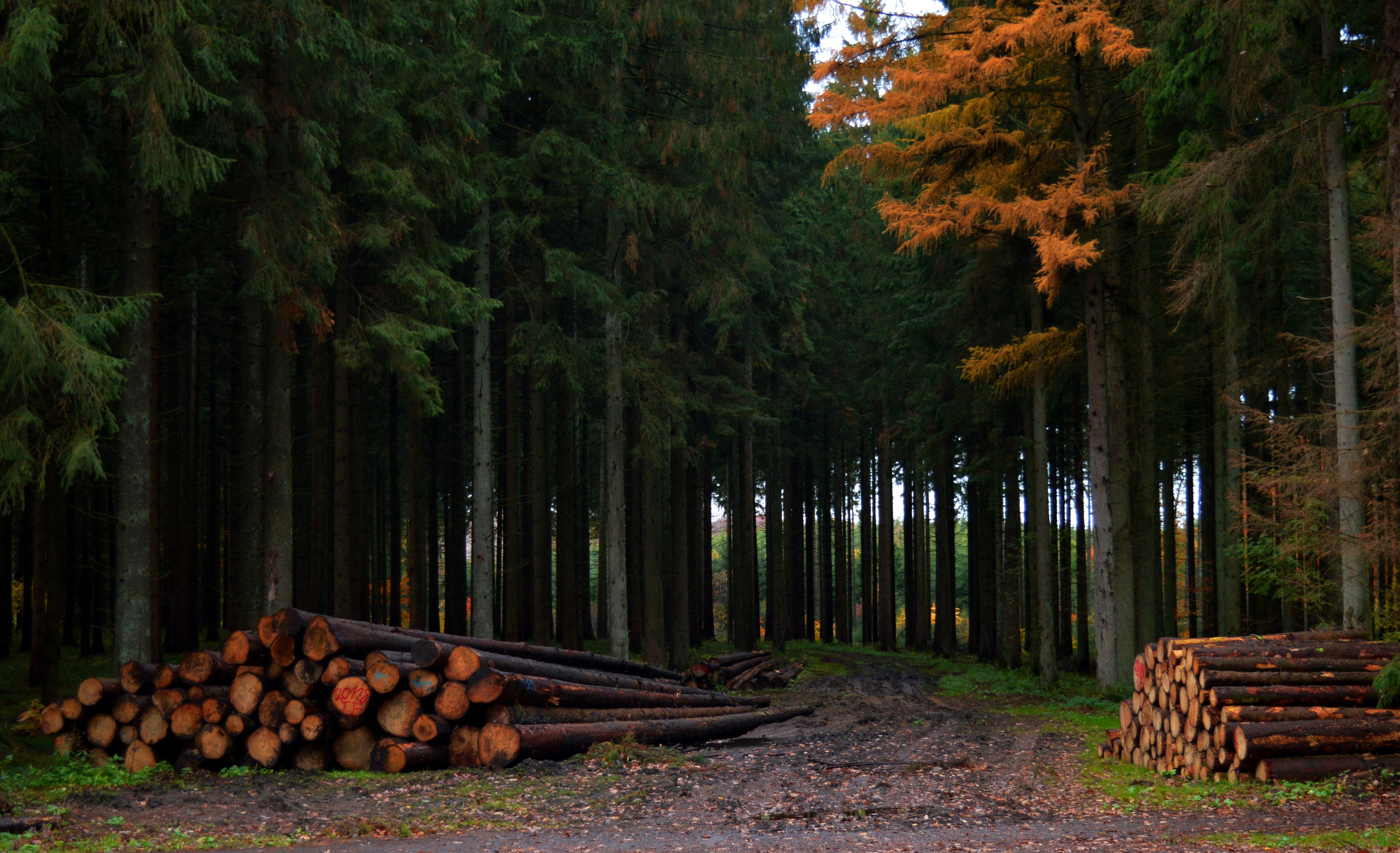 log, timber, change, forest, day, large group of objects, land, growth, plant, abundance, nature, lumber industry, woodland, wood, autumn, outdoors, firewood, HD Wallpaper