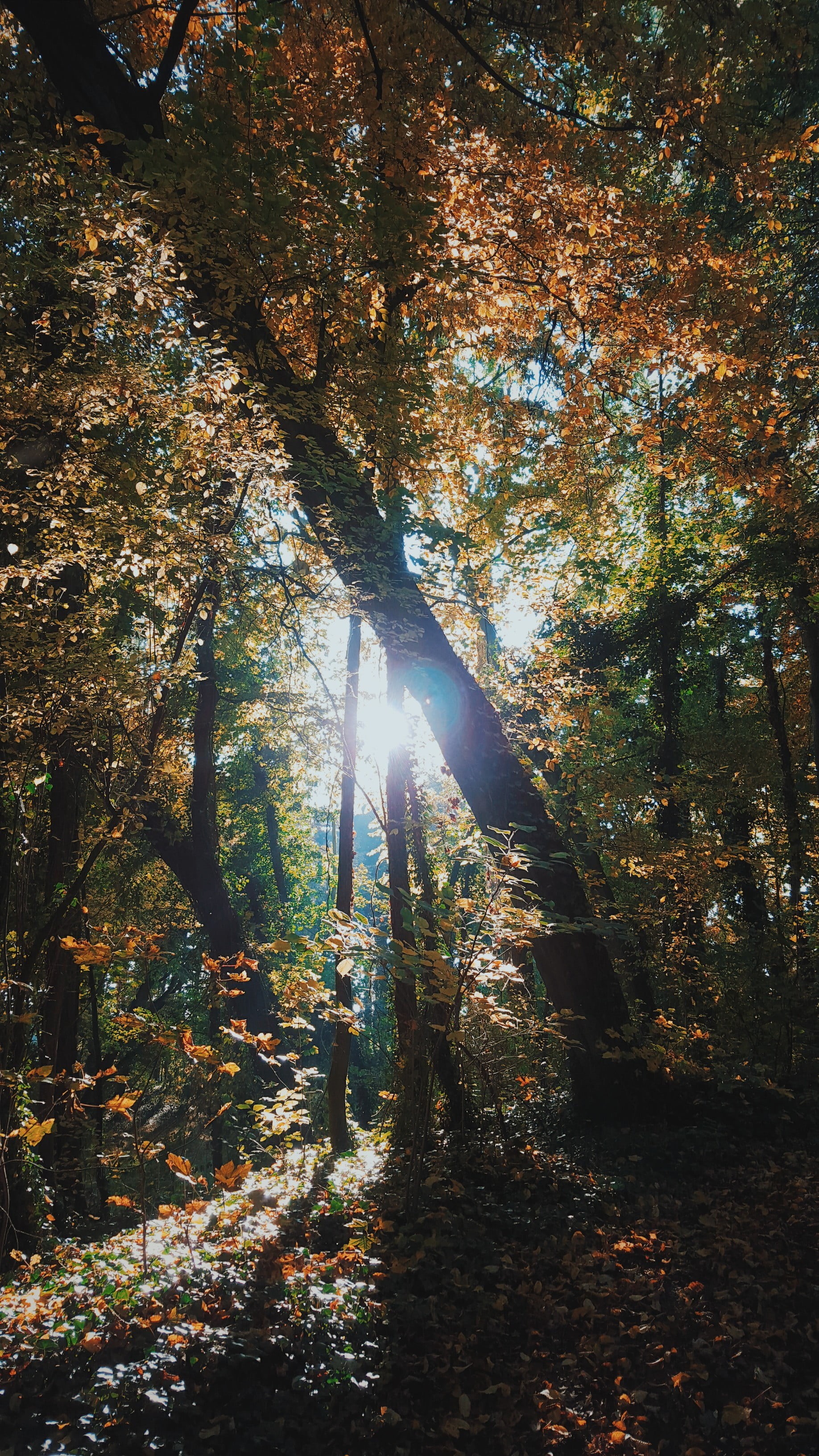 plant, tranquil scene, forest, growth, no people, brown, trunk, sunlight, autumn, lens flare, woodland, summer, sky, outdoors, day, brightly lit, tree, Phone HD Wallpaper