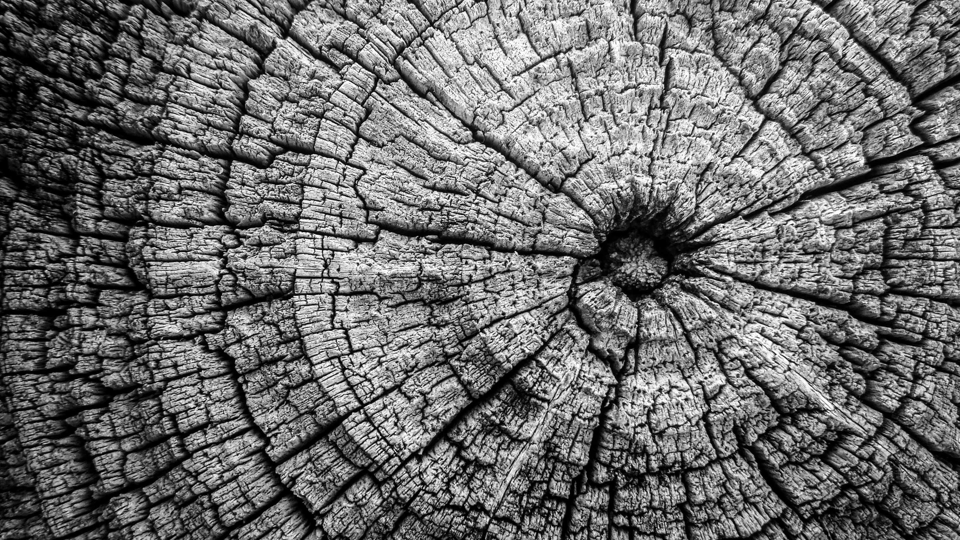 day, plant, pattern, bark, tree ring, cracked, cross section, tree, outdoors, backgrounds, concentric, rough, natural pattern, 2K, close-up, textured, HD Wallpaper