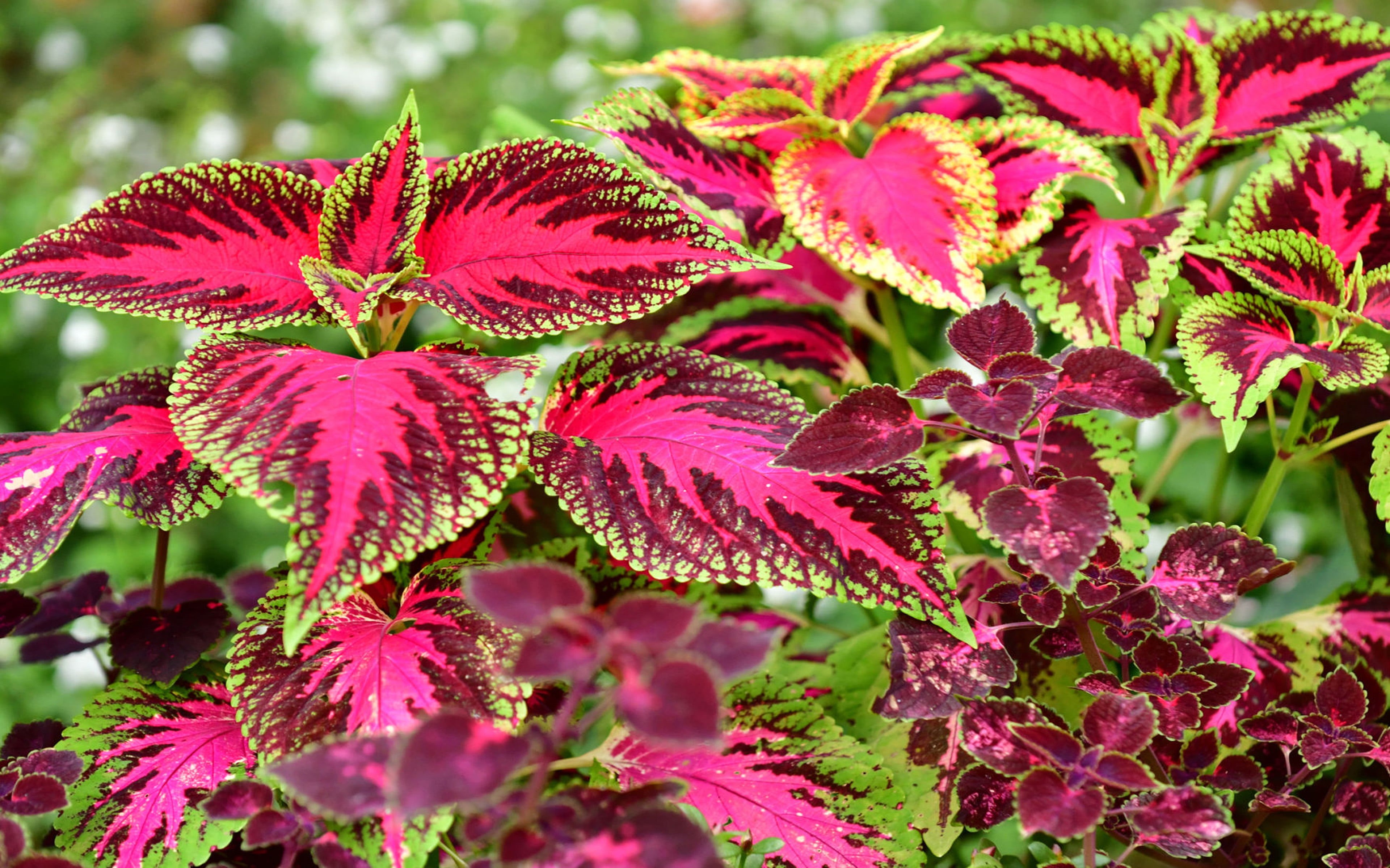 colored, garden, flower head, 4K, ornamental, freshness, petal, leaves, flower, outdoors, part, coleus, pink color, photo, vulnerability, nature, fragility, HD Wallpaper