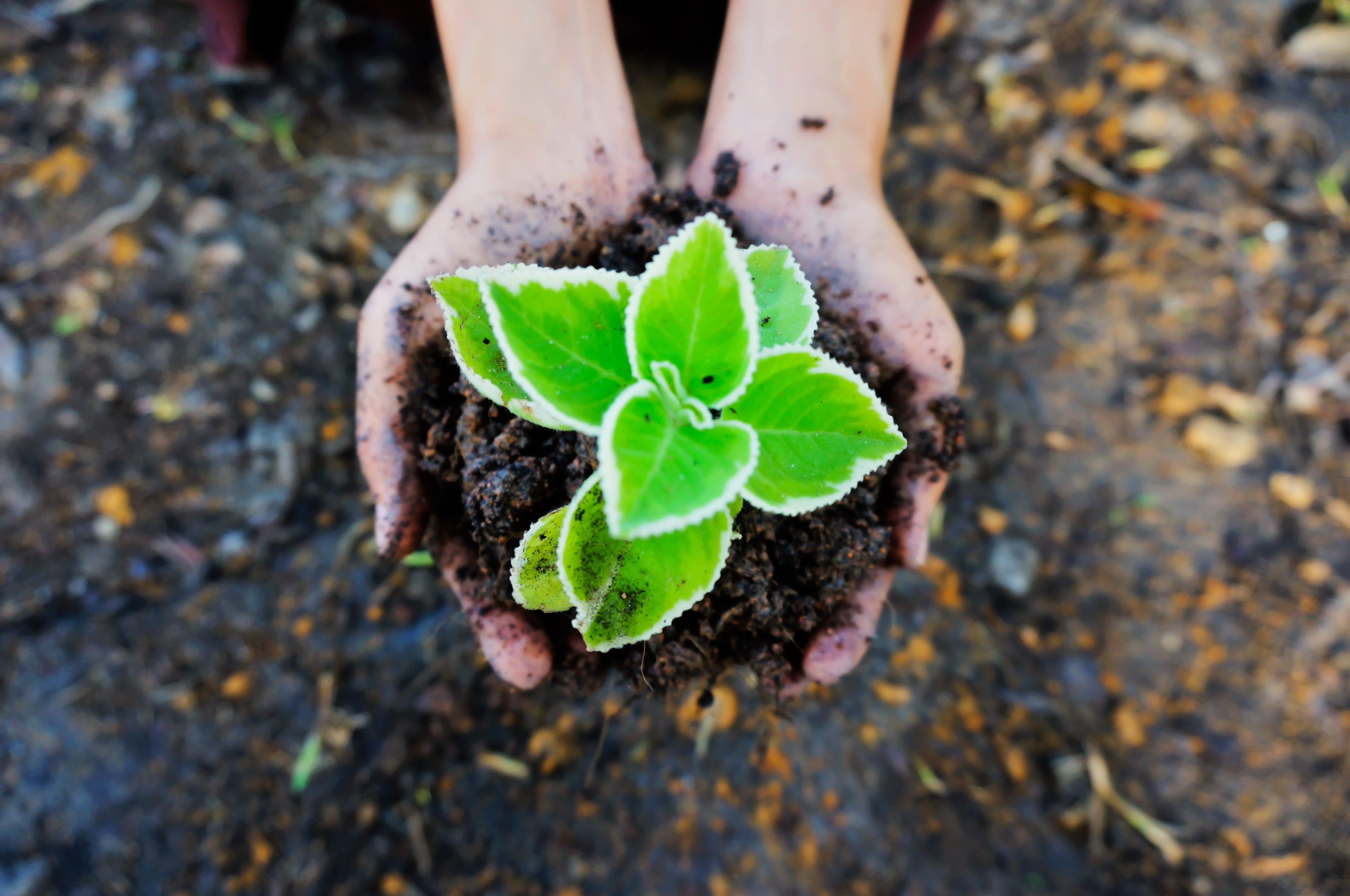 real people, plant, gardening, growth, body part, plant part, green color, beginnings, seedling, dirt, one person, green, ecology, care, nature, high angle view, HD Wallpaper