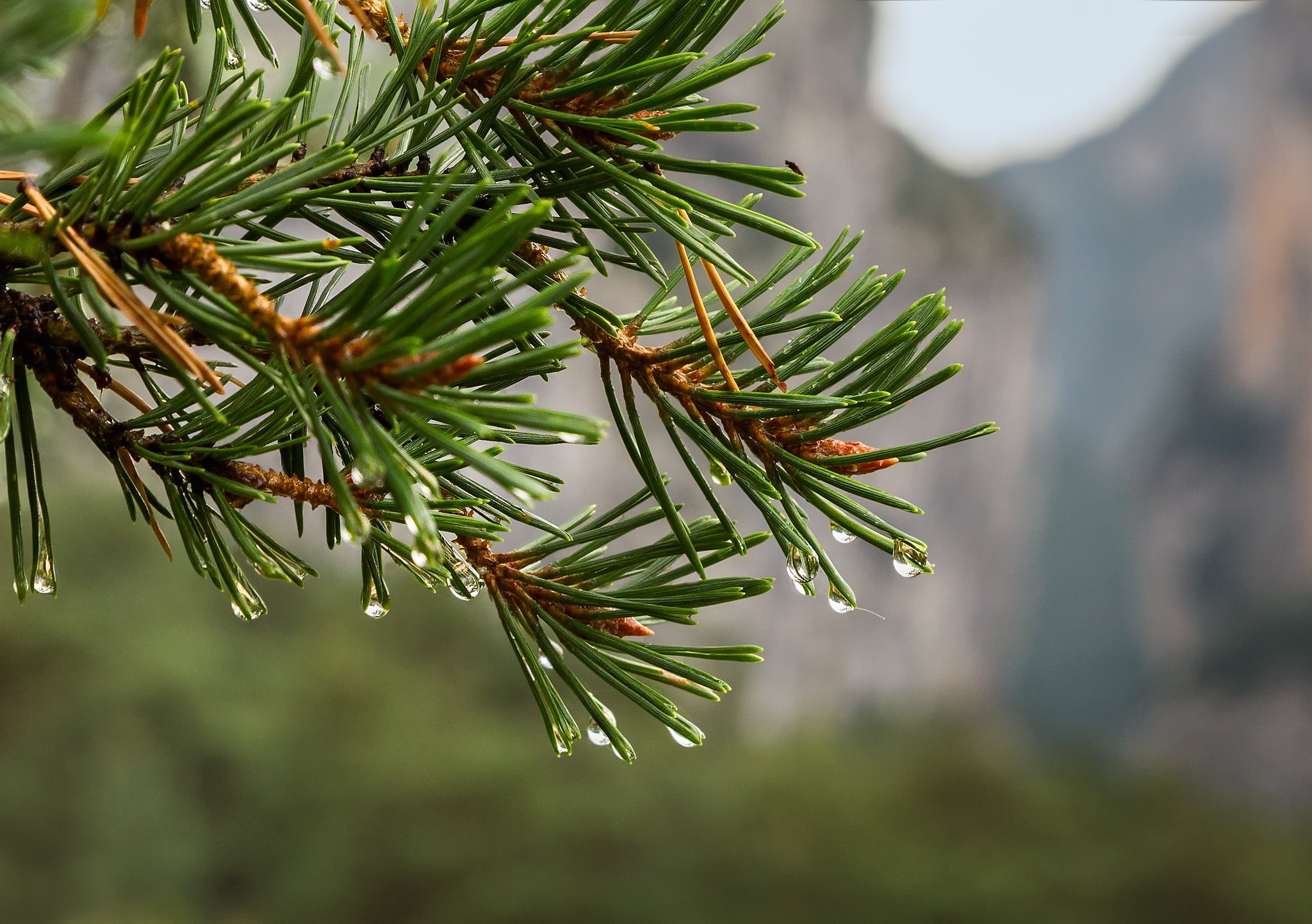 dews, water, green Color, season, needles, Alpes-de-Haute-Provence, green, rainy day, France, selective, fir Tree, plant, winter, pine, tree, 1080P, needle - Plant Part, HD Wallpaper