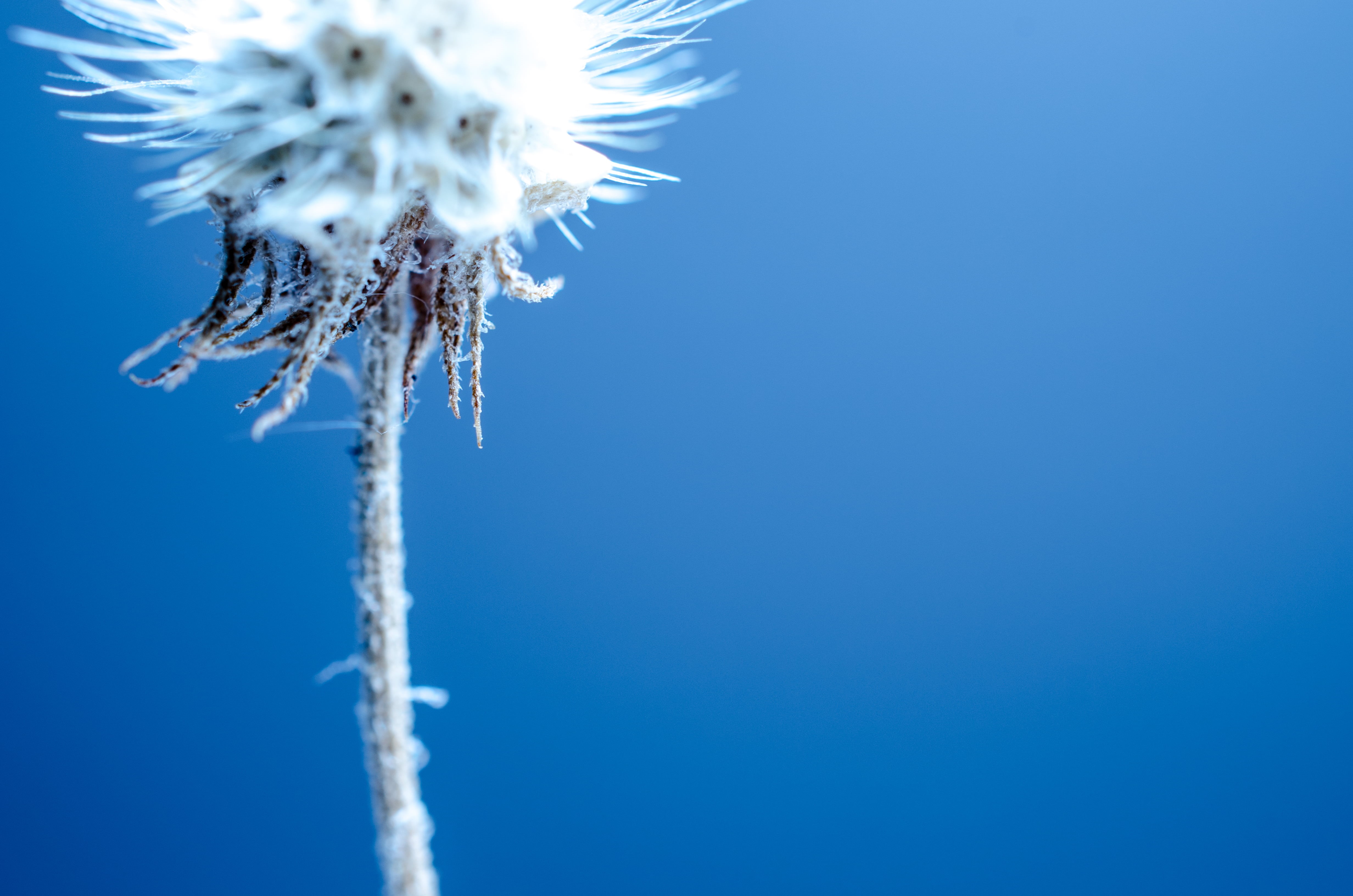 blue, bokeh, photo, art, summer, dandelion, plant, focus, macro, color photography, black  blue, micro, seed, nature, alien, selective focus, Explored, HD Wallpaper