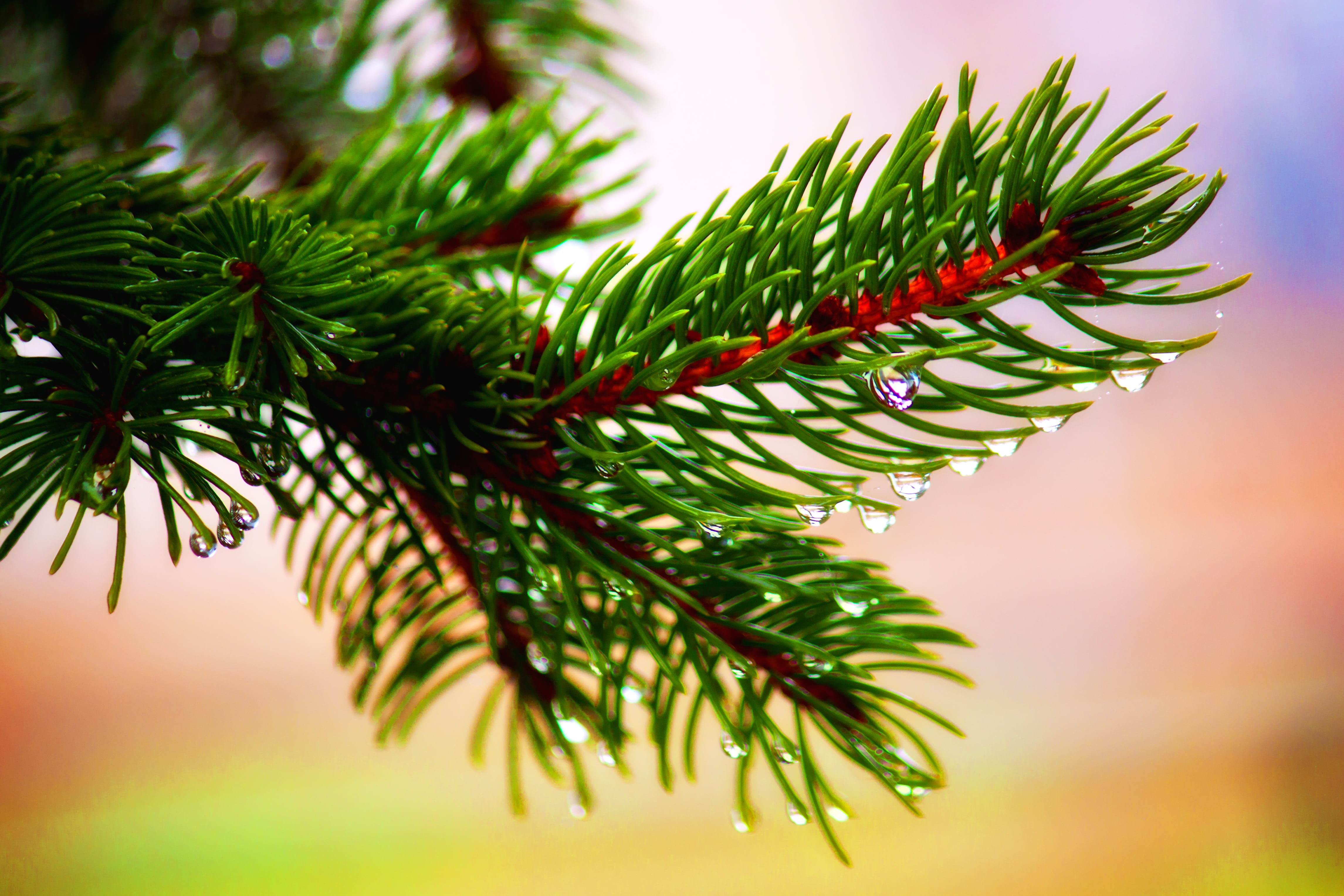 close up, Drama  Greece, pine Tree, branch, branches, tree, nature, colors, fir Tree, christmas, coniferous Tree, photo, φύση, needle - Plant Part, έλατο, HD Wallpaper