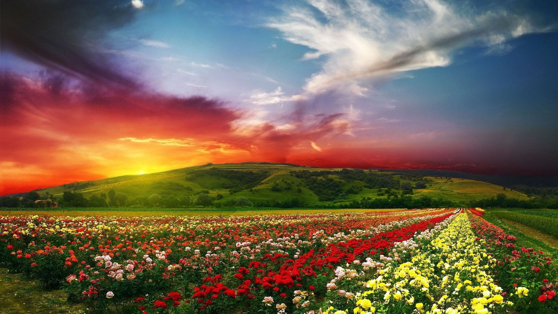 cloud - sky, multi colored, agriculture, field, land, sky, freshness, environment, flower, gardening, flowerbed, flowering plant, beauty in nature, 1080P, HD Wallpaper
