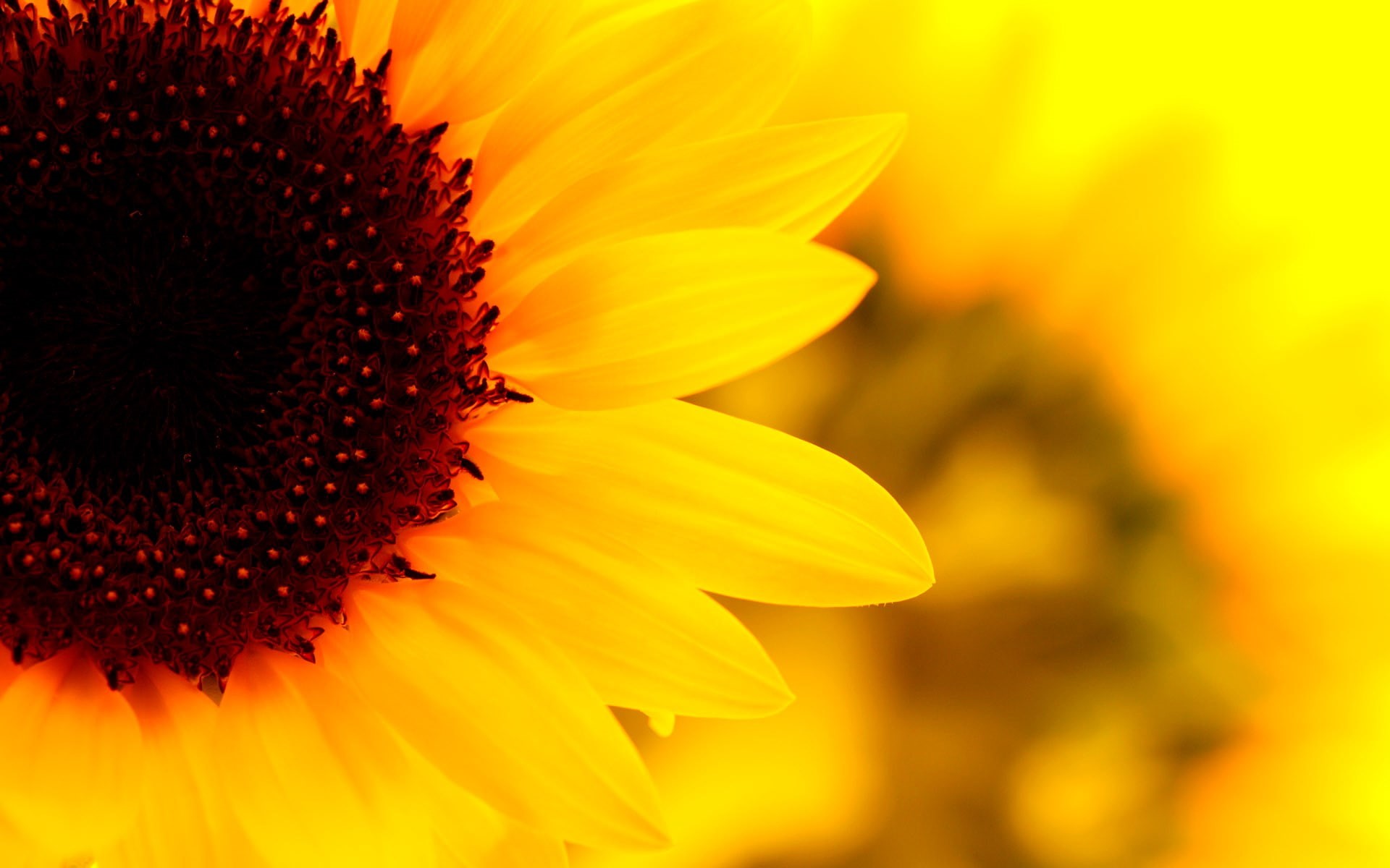 fragility, growth, petal, flowerbed, freshness, inflorescence, springtime, flower head, beauty in nature, sunflower screensavers backgrounds, 1080P, yellow, HD Wallpaper