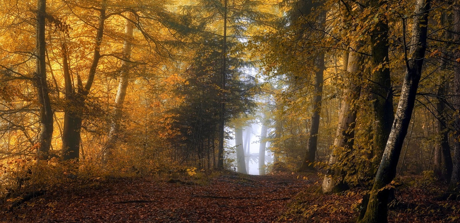 woodland, tree trunk, path, nature, plant, 720P, leaf, mist, fall, change, plant part, tranquility, yellow, day, the way forward, shrubs, autumn, land, HD Wallpaper