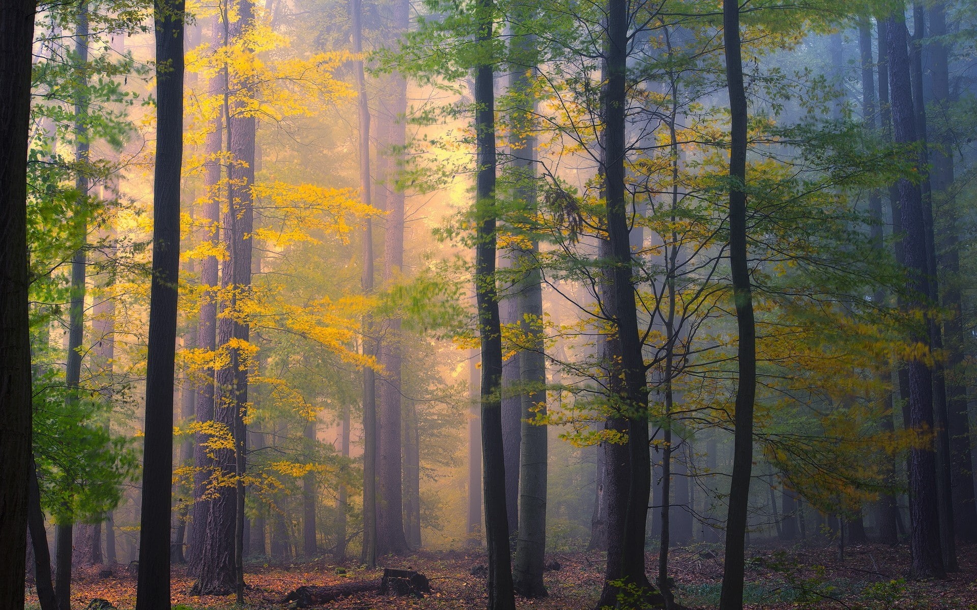 forest, trees, growth, morning, mist, tree trunk, scenics - nature, no people, beauty in nature, coniferous tree, autumn collection, landscape, pine woodland, HD Wallpaper