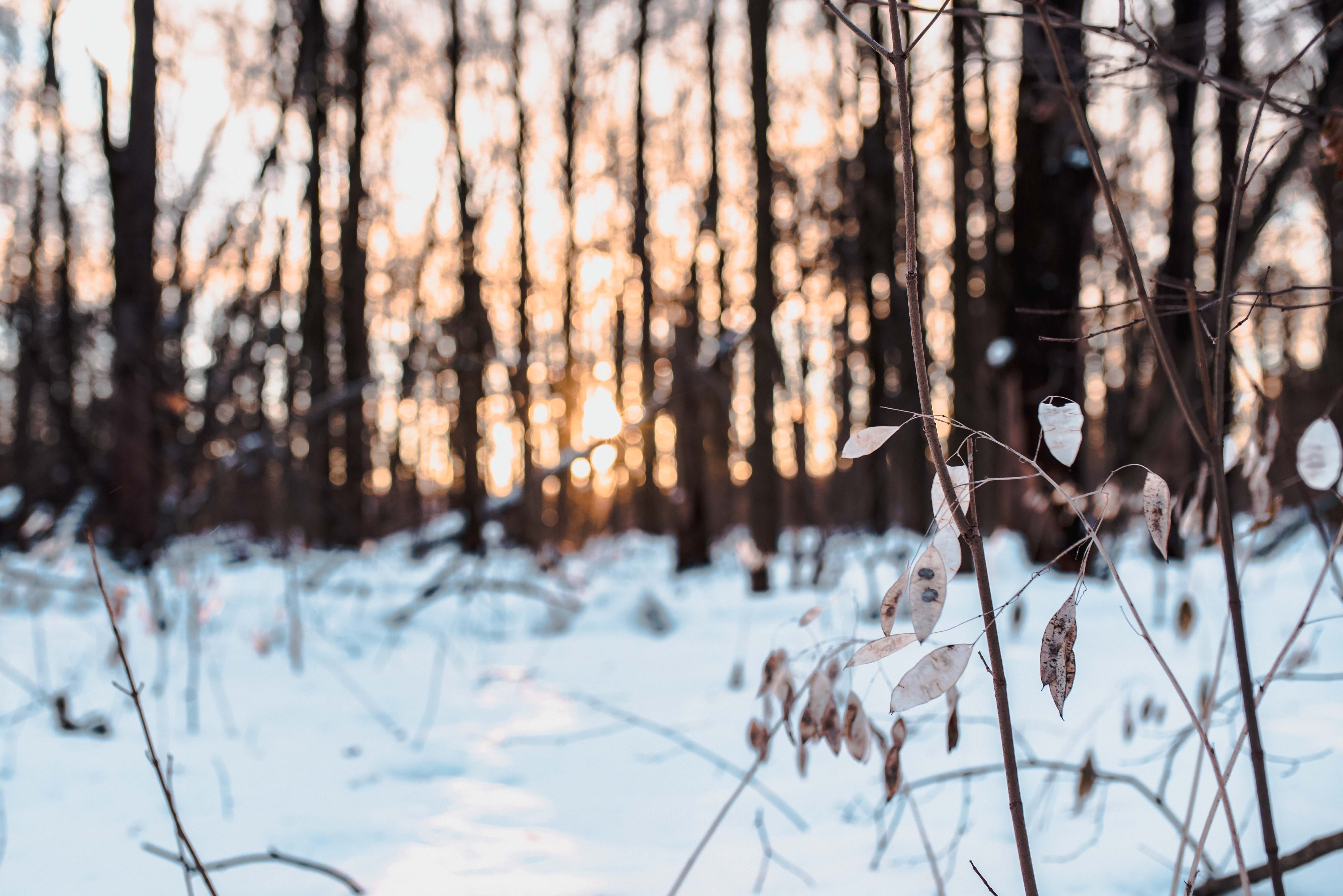 plant, animal, ice, 5K, white color, forest, branch, beauty in nature, tranquil scene, botanical park, day, non-urban scene, blurr, bare tree, cold temperature, HD Wallpaper